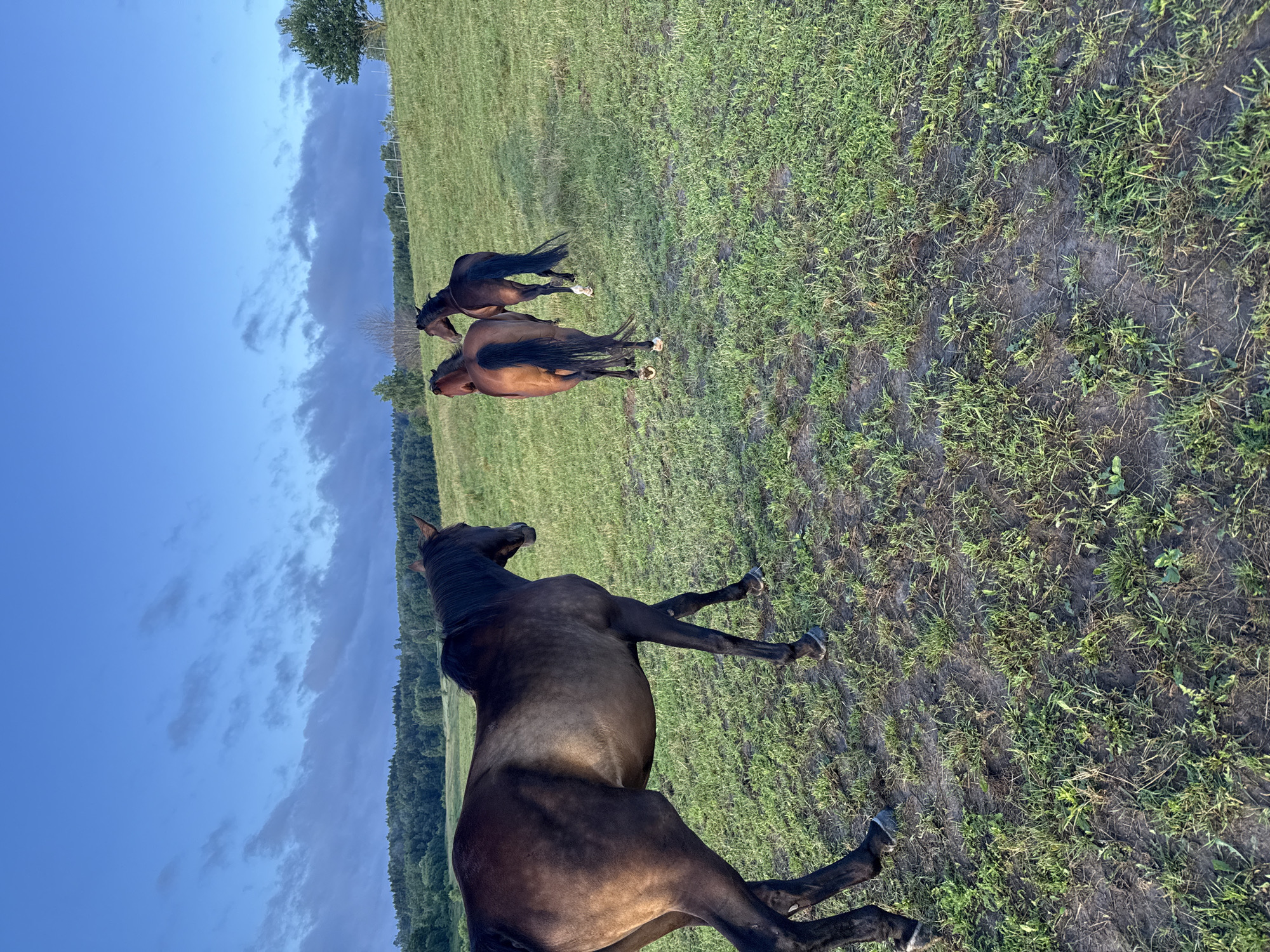 A three-quarter shot of three horses grazing on a grassy hill during what appears to be twilight, with a forest in the background. The horse in the foreground is a dark bay and is facing left, with its rear to the camera. Its coat is glossy and its mane and tail are black. The other two horses are further up the hill and are facing away from the camera, also grazing. One is a chestnut and the other is a bay. The sky above is a deep blue with streaks of grey clouds. The location appears to be a rural area in Galinė, Lithuania, characterized by rolling hills, lush green grass, and a distant treeline. The lighting suggests it's either early morning or late evening.
