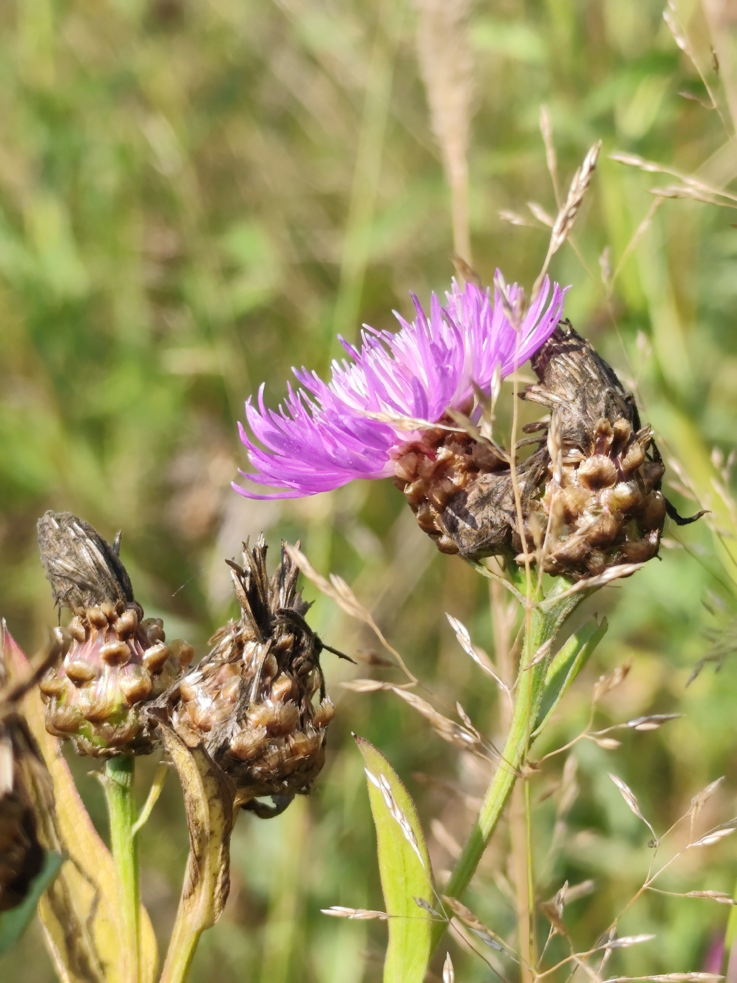 A close-up, eye-level outdoor shot focuses on a few dried seed heads and one blooming purple thistle flower. The thistle flower, positioned in the upper right quadrant, is vibrant purple with delicate, fringed petals. To its left are two dry, brown seed heads, one partially obscured by the blooming flower. Below these, to the left, are two more seed heads, one of which is partially in shadow and appears to be in an earlier stage of drying. The background is a soft blur of green grass and foliage, suggesting a natural setting. The image was taken in the city of Oktyabrskiy, Russia.
