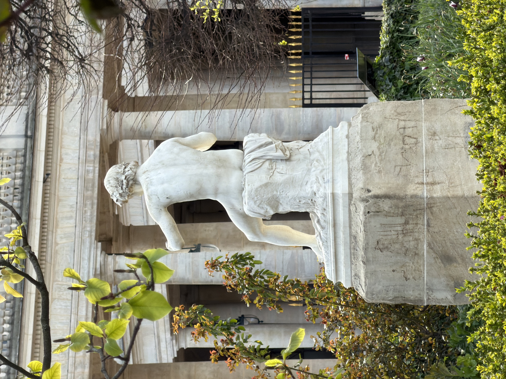 A white marble statue of a seated male figure, viewed from the back, is positioned prominently in an outdoor garden setting in Paris, France. The figure, possibly an archer, appears to be holding a bow with its left arm extended to the side, and rests on a draped stone formation atop a multi-tiered pedestal. The pedestal's upper section is white marble, while the larger, lower section is weathered, rough-hewn stone with visible texture and markings.
In the mid-ground, behind the statue, stands a classical-style building characterized by multiple cream-colored stone columns, a pronounced entablature, and a balustrade along its upper edge. This is identified as the Pavillon de Marsan, part of the Louvre Palace, adjacent to the Tuileries Garden.
The environment features diverse vegetation: vibrant light-green leaves on branches partially frame the top left of the image, while dense, bare deciduous tree branches occupy the upper right. Smaller shrubs with reddish-green foliage are visible behind the statue. The lower foreground is covered with bright green, low-growing bushes and patches of green grass interspersed with small purple and white flowers. A black wrought-iron fence with pointed golden finials runs horizontally across the mid-ground, separating the garden from the building. A dark lamppost is partially visible behind the shrubs on the left, and a small dark plaque or sign rests on the ground near the fence on the right. The scene is illuminated by bright daylight.