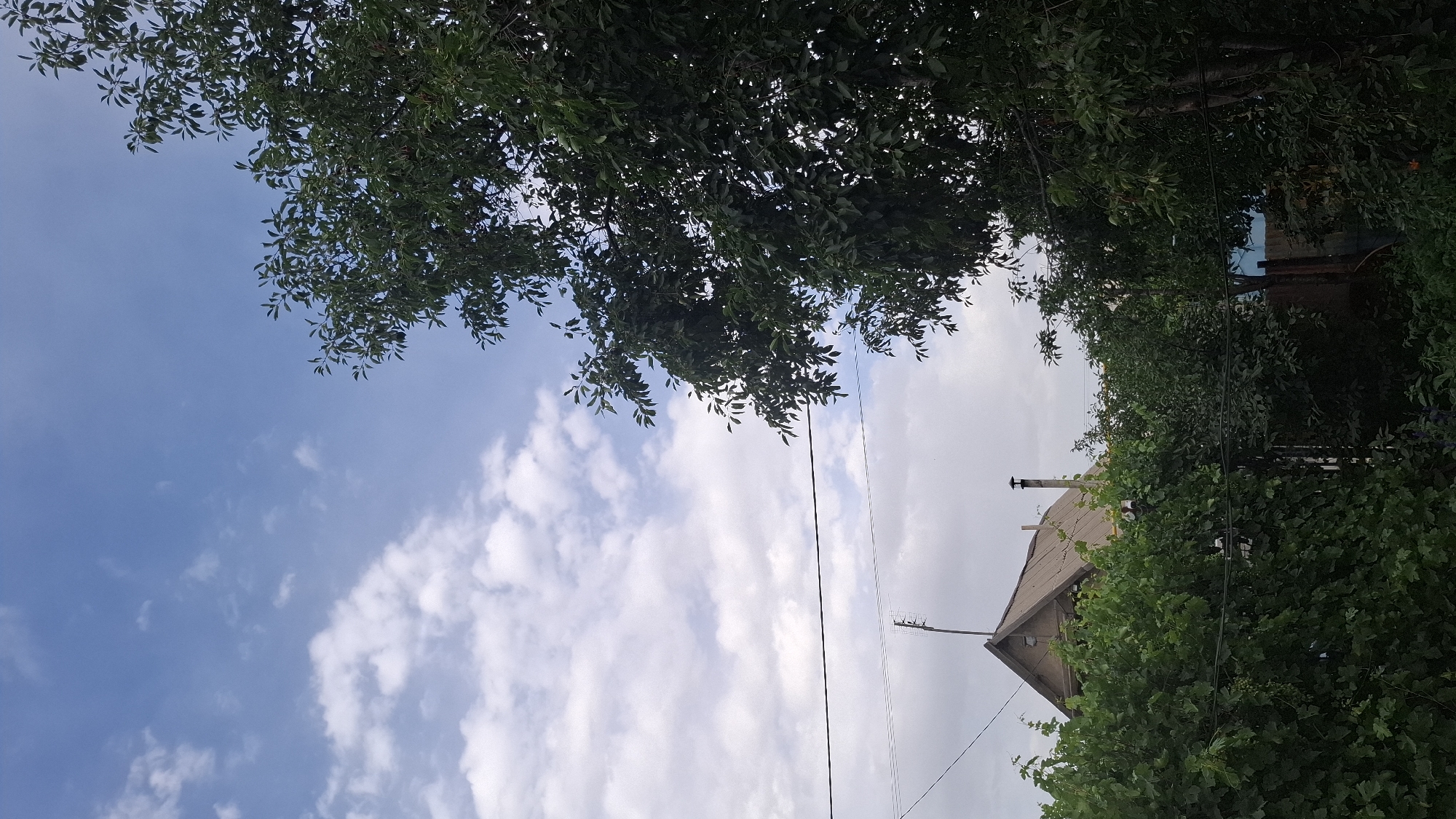 The image depicts an outdoor scene with a view of a house and lush greenery under a partly cloudy sky. In the foreground, dense foliage, likely bushes and vines, obscures much of the lower part of the frame. A house with a light-colored, angled roof and a chimney is visible in the middle ground, partially hidden by the vegetation. An antenna is mounted on the roof. Power lines are strung across the scene, one horizontally through the middle and others closer to the house. On the right side of the image, a large, dark green tree with dense leaves dominates the frame, reaching towards the sky. The sky is blue with scattered white clouds. The overall impression is that of a residential area in a somewhat rural or suburban setting. The location of Шұбарсу, Kazakhstan, suggests a climate that supports such abundant vegetation, possibly a warm, temperate region. There are no people or animals visible in the image.