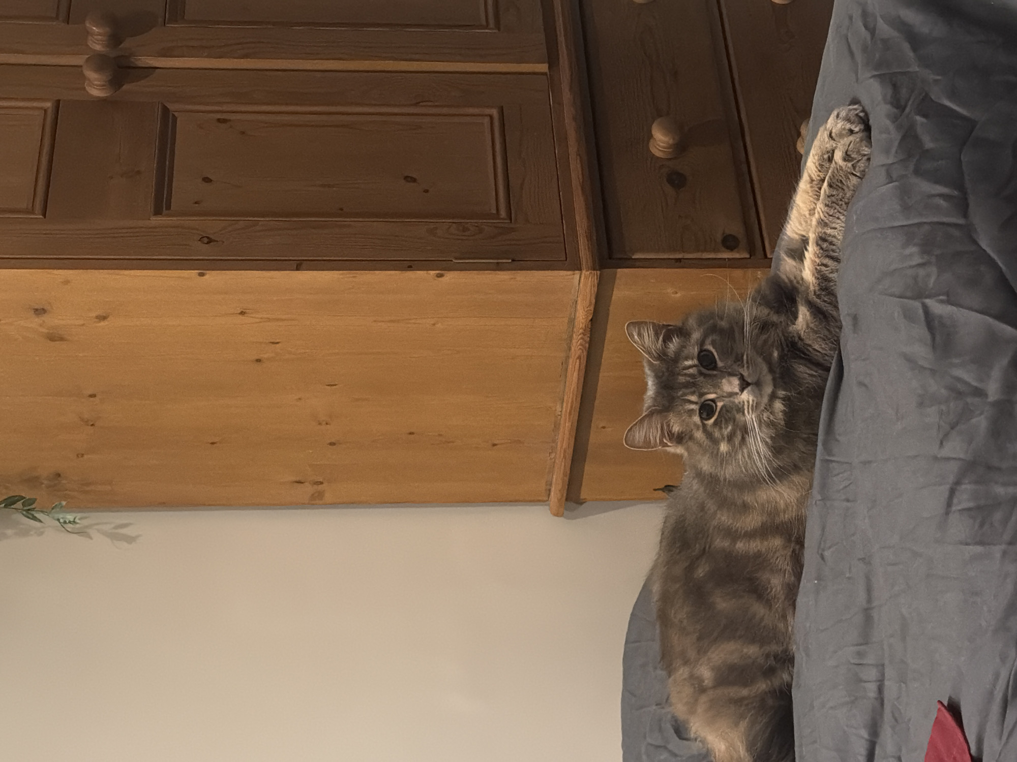 This image captures a close-up of a long-haired, grey tabby cat looking directly at the viewer with an alert and curious expression. The cat's fur features distinct stripes and swirls in various shades of grey and brown, and it has prominent white whiskers.
The cat is positioned on the right side of the frame, partially peeking from behind a dark grey or blue fabric, likely a duvet or blanket. One of its front paws is extended over the fabric, suggesting a playful or investigative posture.
In the background, to the left and above the cat, is a large piece of wooden furniture, possibly a cabinet or dresser, displaying a rustic or traditional style. The lower part of the furniture shows natural, light-colored wood grain, while the upper sections feature darker, stained wooden panels with decorative molding and round wooden knobs on what appear to be drawers or doors. Below the wooden furniture and to the left, a plain, light-colored wall is visible, adorned with a small sprig of green foliage, casting a subtle shadow.
The setting appears to be an indoor space, likely a bedroom or living area in London, United Kingdom, under soft, ambient lighting. There is no visible text in the image.