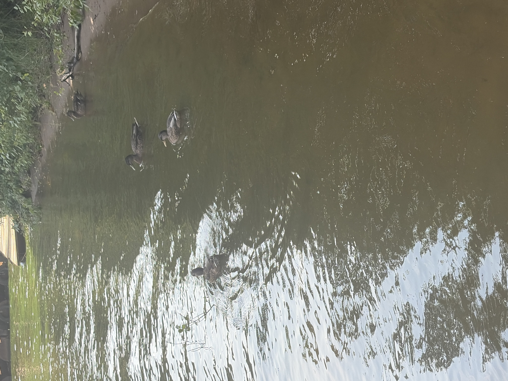 Four mallard ducks are swimming in a body of water. One duck is closer to the foreground, facing away from the camera. Three other ducks are further in the background, to the right of the first duck. The ducks are in murky water with ripples. The shoreline is visible on the right side of the image, with green foliage and a sandy bank. A wooden structure, possibly a dock, is partially visible on the left side of the image, also in the water. The scene appears to be a natural setting, likely a river or lake, within or near the city of Chaikovsky, Russia.