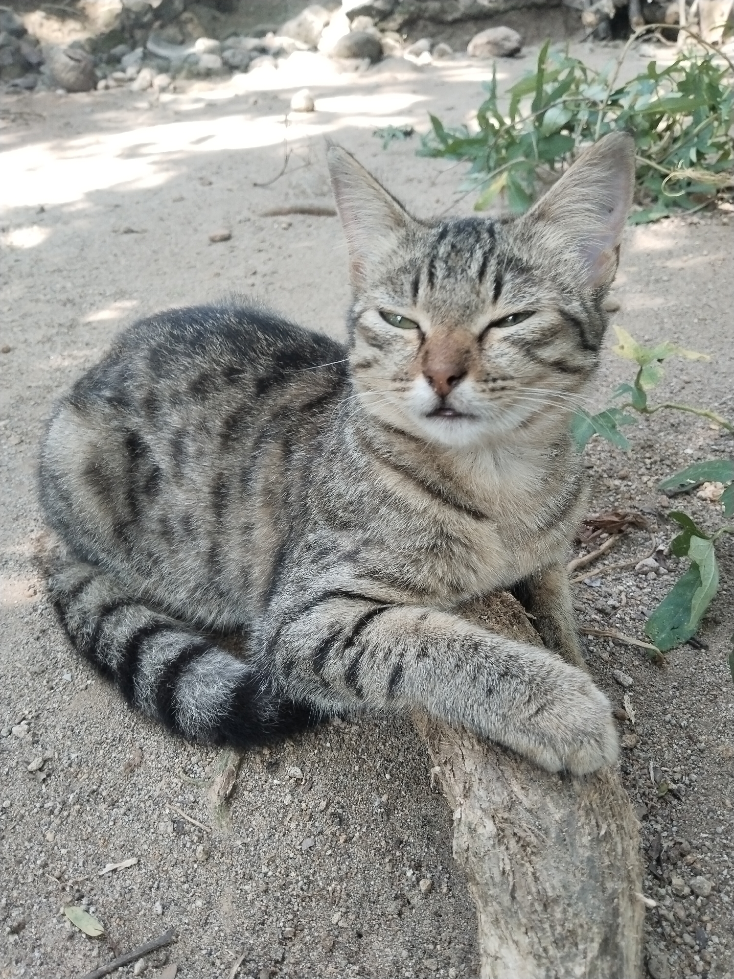 A gray and black tabby cat rests on a sandy ground in an outdoor setting. The cat is lying down with its front paw resting on a piece of wood. The cat's eyes are partially closed. The background consists of dirt, rocks, and vegetation.