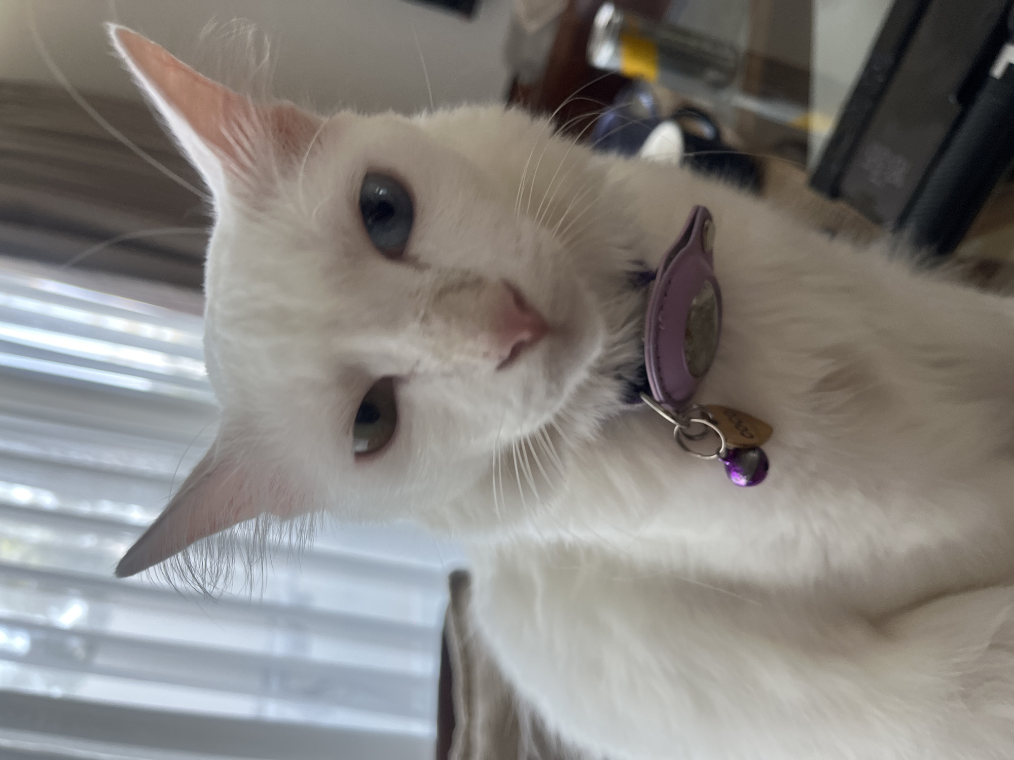 A close-up shot of a white cat wearing a purple collar with attached tags and a bell. The cat has heterochromatic eyes, one blue and one green. The background is blurred, showing a window with blinds and other objects in an indistinct indoor setting. This image does not provide enough information to determine if the scene is located in Kuta Selatan, Indonesia.