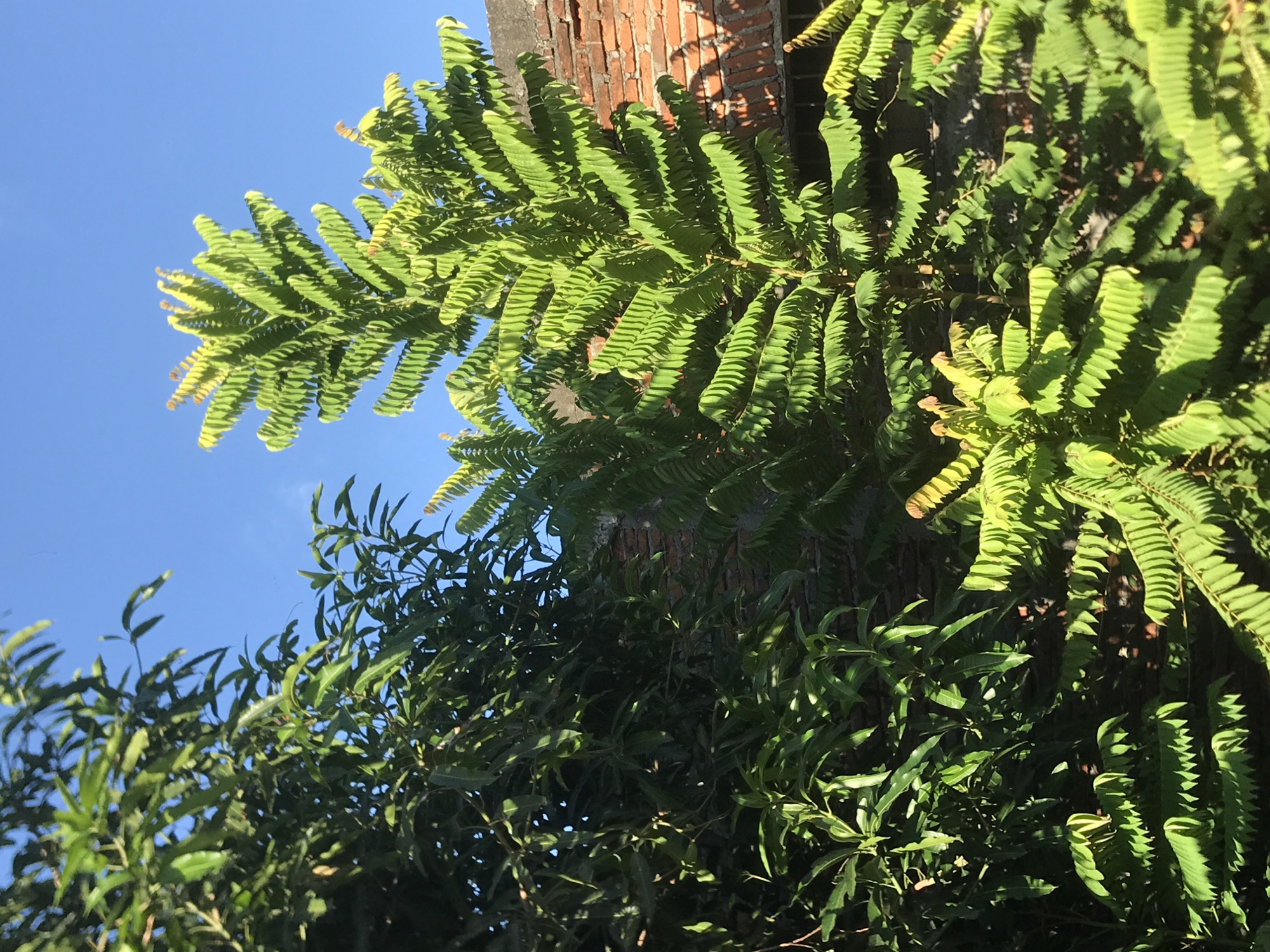 The image shows a bright blue sky contrasting with lush green vegetation. A portion of a brick building is visible behind the plants, appearing to be integrated with the foliage. The plant on the right appears to have long leaves made up of many smaller leaves. A different plant with smaller leaves is on the bottom left corner of the image. The location is identified as Lhokseumawe, Indonesia, but no people or specific actions are observed in the photograph.