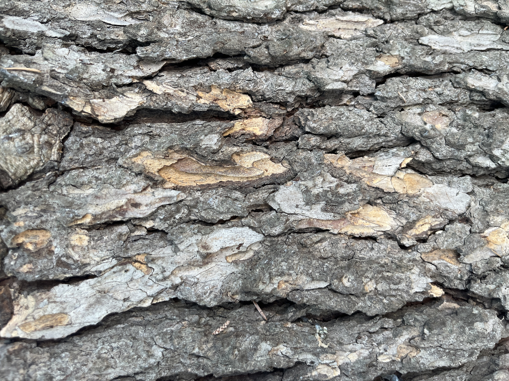 A close-up, full-frame shot captures the textured bark of a tree. The bark is deeply fissured, with ridges and valleys running vertically across the image. The color palette is dominated by grays and browns, with occasional patches of lighter, weathered wood. The surface exhibits a rough, uneven quality, characteristic of aged tree bark. No specific location in a city is identifiable from the image.
