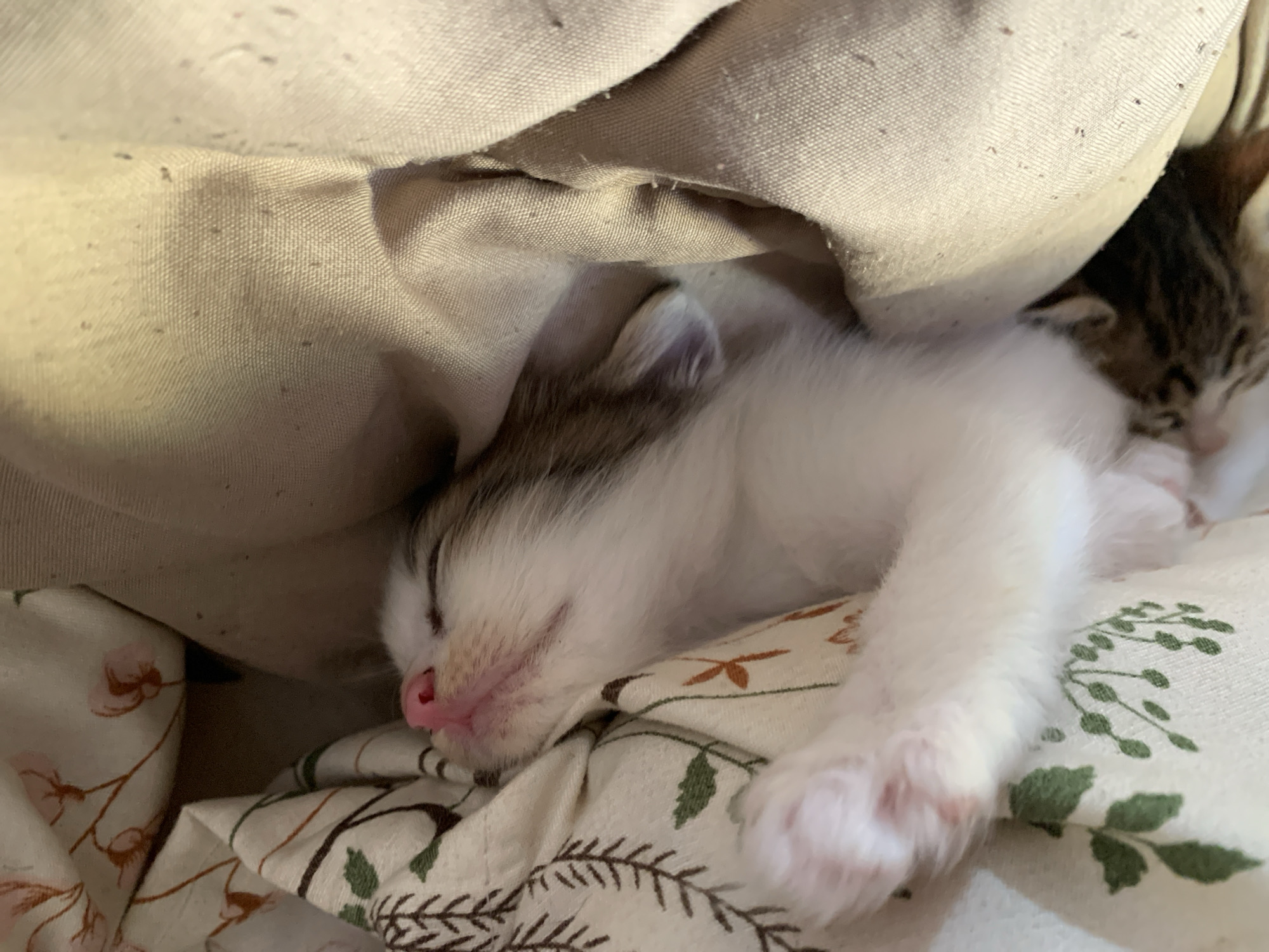 The image captures two young kittens sleeping peacefully indoors, nestled among soft fabrics. One kitten, prominently in the foreground, is mostly white with light brown or grey markings on its head and ears. Its tiny pink nose and mouth are visible as it rests deeply. A second tabby kitten is partially visible in the upper right background, also appearing to be asleep. The kittens are covered by a light beige, textured fabric, likely a blanket or pillow. Beneath the main kitten is a patterned fabric adorned with delicate green leaf motifs and subtle light pink or orange floral designs. The scene exudes a sense of tranquility and comfort. No text is visible in the image. The location context for this image is Tanjungsepreh, Indonesia.