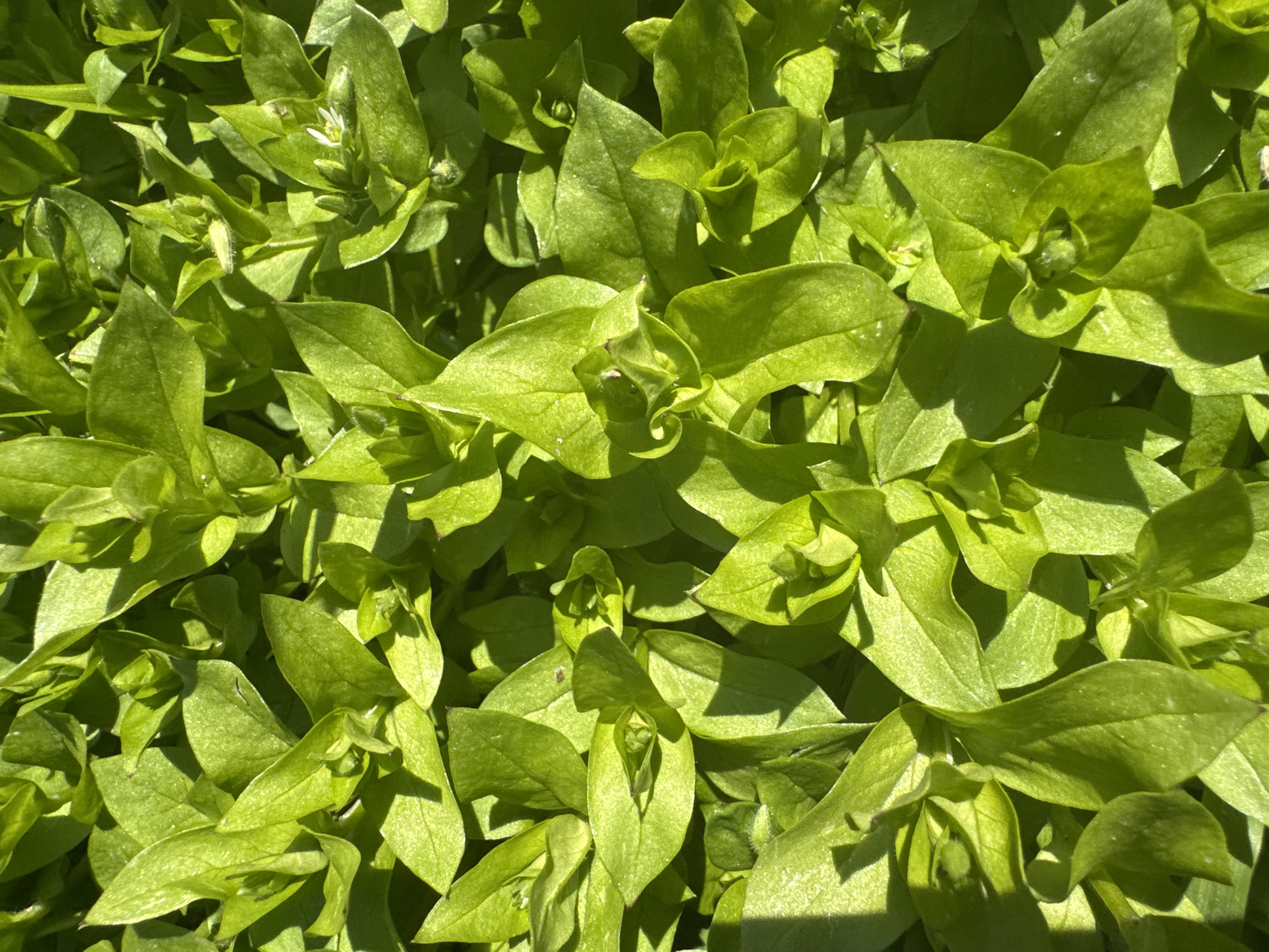 The image shows a dense patch of bright green vegetation. The leaves are oval-shaped with smooth edges and display varying shades of green due to the light and shadows. The vegetation appears to be low-growing, potentially a ground cover or a mass of seedlings. The overall scene appears to be outdoors during daylight with strong sunlight. There is no information about the location or city of Rostov-on-Don, Russia. The image does not depict people, specific subjects or interactions.