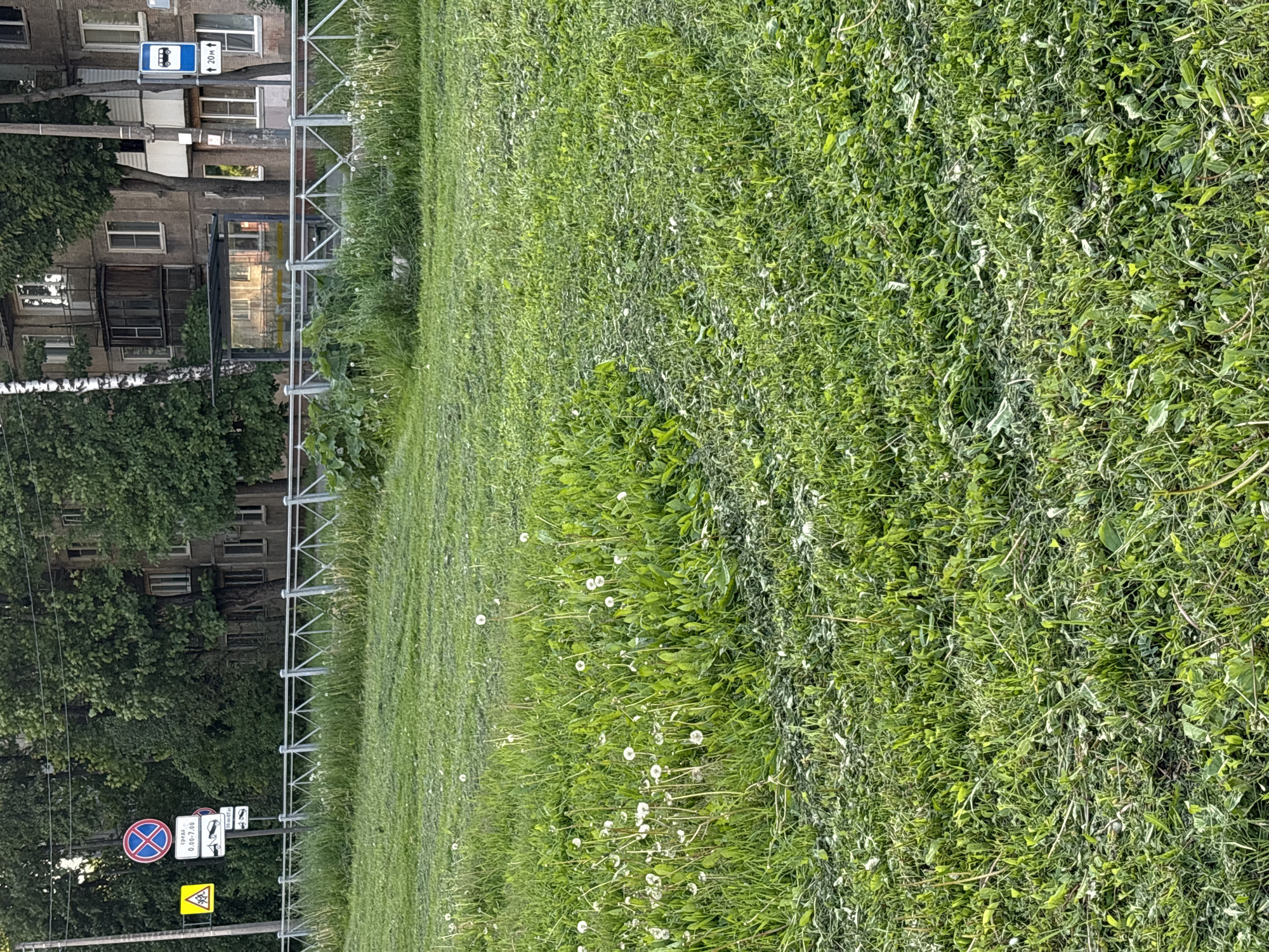 This image captures an urban green space in Saint Petersburg, Russia, featuring a patch of vibrant green grass in the foreground and midground. The grass appears dense, with some areas showing signs of recent mowing or flattening, and is dotted with numerous white dandelion puffs.
In the background, a row of multi-story residential buildings with multiple windows and balconies is visible, partially obscured by lush green trees, including one with distinctive white bark. A light-colored metal fence runs horizontally through the midground, separating the grassy area from what appears to be a sidewalk or street.
A bus stop shelter with a transparent roof is present near the fence line, reflecting its surroundings. Attached to a utility pole on the left, several street signs are visible. These include a blue rectangular sign indicating a bus stop, with a white bus icon and text "↑ 20м ↑" (meaning "↑ 20m ↑"). Below it, a circular red sign with a blue 'X' indicates "No Stopping" or "No Parking," and a white rectangular sign states "сб-вс 0.00-7.00" (Saturday-Sunday 0:00-7:00), likely detailing a time restriction. Another smaller white sign shows a car icon with "50-47-5," possibly a route number. At the bottom, a yellow triangular warning sign depicts two figures, indicating a "Children" crossing or presence.
The scene is bathed in soft, natural daylight, suggesting it is daytime, possibly morning or late afternoon, with clear weather. There are no people or active events taking place, lending a peaceful and static atmosphere to the urban landscape.