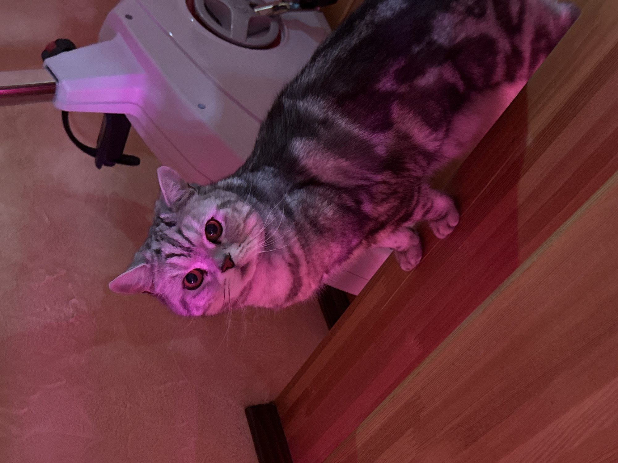 A silver tabby cat sits on a wooden surface, bathed in pink light from an unseen source. The cat's fur has a patterned appearance with dark stripes. In the background, a piece of exercise equipment, possibly a stationary bike, is partially visible, also illuminated by pink light. The environment appears to be indoors. The image does not contain any information about the city of Кукуи, Russia, or any other specific location.