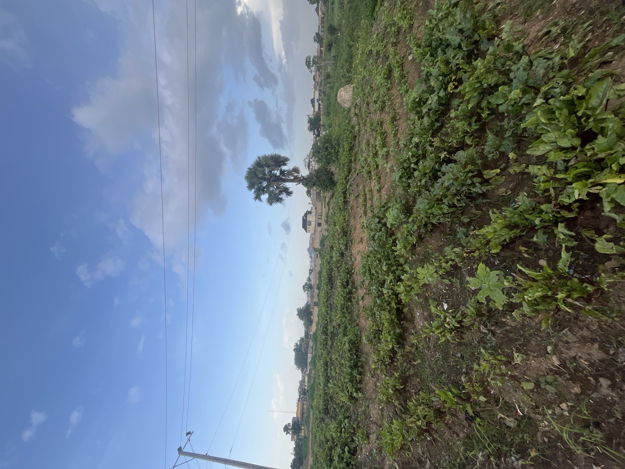 This image depicts a cultivated field in Rafin Par, Nigeria. The foreground is dominated by rows of leafy green plants, possibly beet greens, growing in reddish-brown soil. Beyond the field, a cluster of buildings and homes are visible, characteristic of a semi-urban or rural settlement. A prominent fan palm tree stands out against the horizon, its distinctive silhouette adding to the landscape. Power lines stretch across the sky, supported by a wooden utility pole on the left side of the frame. The sky above is a blend of blue and grey clouds, suggesting an overcast or developing weather condition. The overall scene captures a snapshot of agricultural activity and community life in a Nigerian setting.