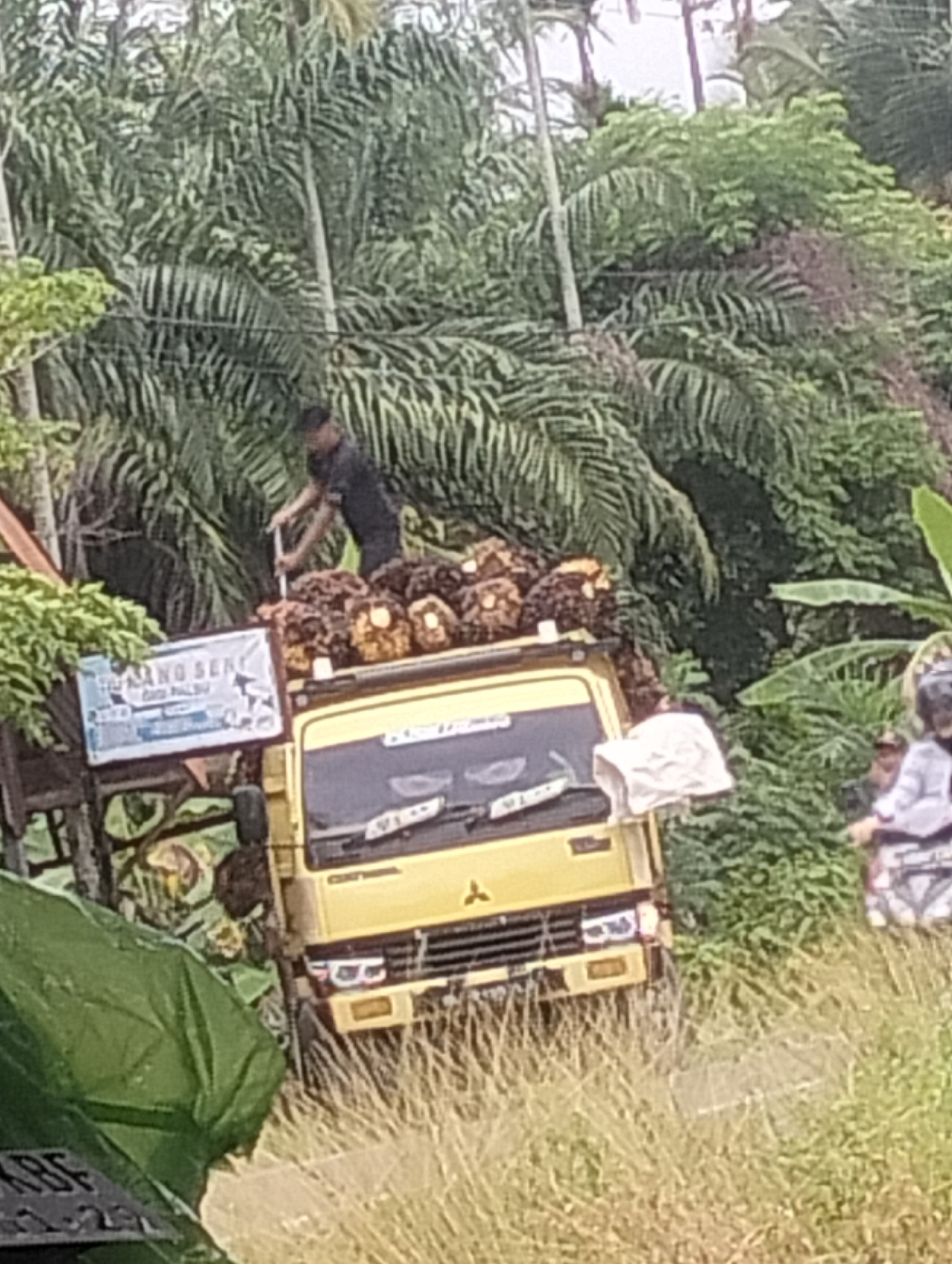 In Teupinreusep, Indonesia, a yellow truck is parked on a grassy incline, loaded with palm oil fruit bunches. A man in a dark shirt stands on top of the truck, using a pole to adjust the fruit. To the left of the truck, a sign with blue and white lettering is visible. The background is filled with lush green palm trees. To the right, a person in a white and grey outfit is standing. In the foreground, a green tarp covers a portion of the scene, and a license plate with the letters "KBE" is partially visible.