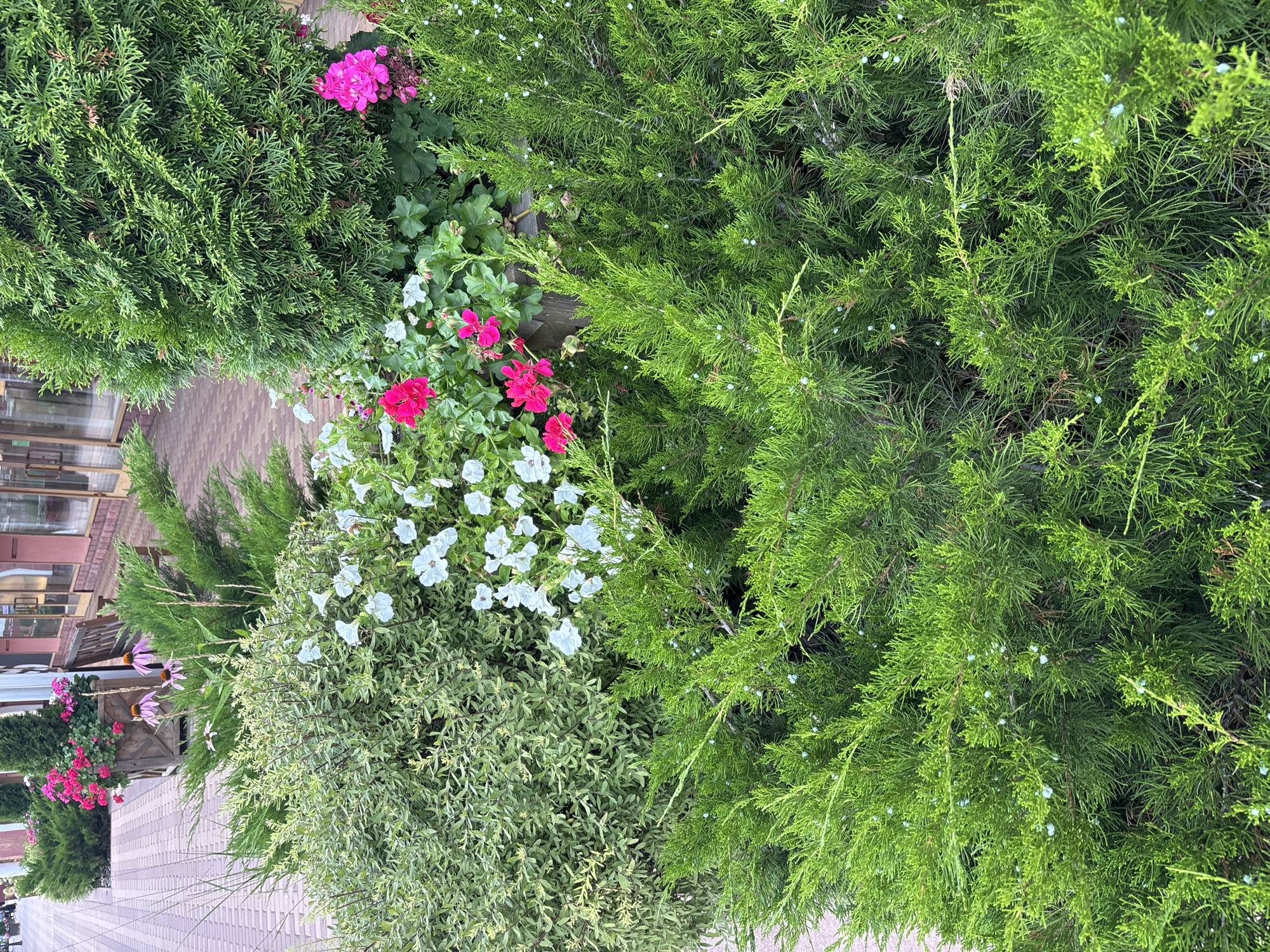The image shows a sidewalk lined with various plants and flowers in Zakharovo, Russia. In the foreground, dense green juniper bushes with small blue berries are prominent. Behind them, a variegated shrub with thin, light-green leaves is visible, interspersed with white petunias. Further back, pink and white flowers, possibly geraniums and coneflowers, bloom in planters. A wooden bench and a building with large windows are present in the background. The sidewalk is paved with rectangular bricks.