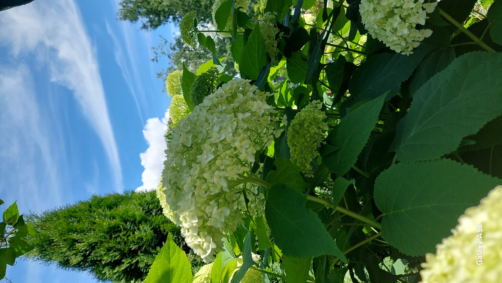 A medium shot captures a cluster of white hydrangeas in full bloom, their delicate petals forming large, rounded flower heads. The hydrangeas are surrounded by lush, deep green foliage, with some leaves showing serrated edges. In the background, a tall, conical evergreen tree stands prominently against a bright blue sky dotted with wispy white clouds. The overall scene suggests a sunny day in a garden or park setting. A watermark at the bottom left reads "Galaxy A52". The location is identified as Zhavoronki, Russia.