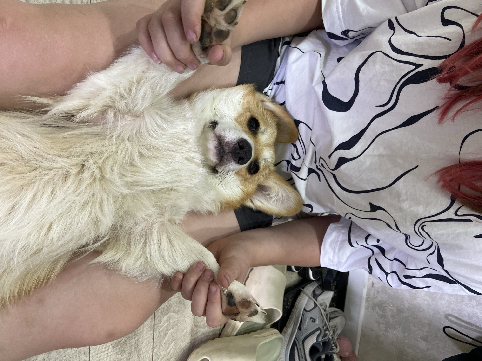 The image shows a close-up, top-down view of a person holding a fluffy dog that is lying on its back. The dog is a light brown and white color, with large floppy ears and dark eyes. It appears to be relaxed and comfortable in the person's arms.
The person is wearing a white t-shirt with a black abstract pattern. Their legs are visible, and one of their hands is holding the dog's paw, which is lifted in the air. The other hand is resting on the dog's chest.
The background includes what looks like a tiled floor and some footwear. The lighting suggests it might be daytime. The overall mood of the image is peaceful and affectionate, with the person and dog appearing to be enjoying a moment of connection. The location context of Chaikovsky, Russia is provided, but there are no specific visual cues in the image to confirm this.