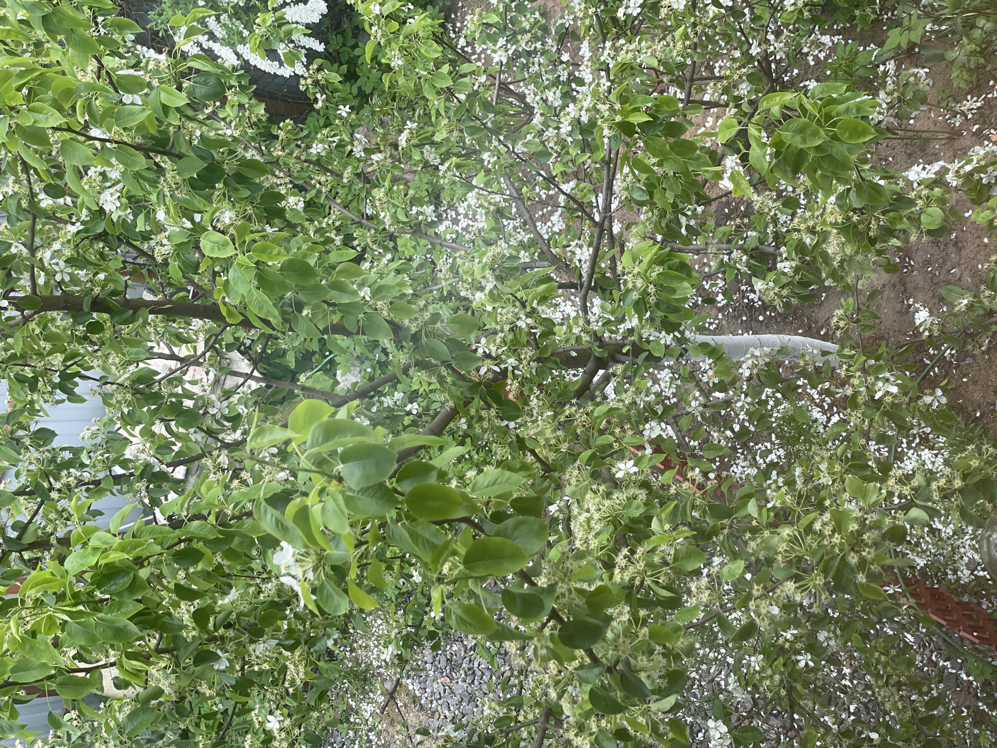 The image shows a tree, possibly a pear or apple tree, in full bloom with white flowers amidst green leaves. Petals are scattered on the ground, suggesting recent flowering. The ground is a mix of soil, gravel, and possibly some pavement or debris. A partial view of a fence is visible in the background. The lighting indicates it's daytime. Based on the provided information that the location is in Sestroretsk, Russia, it's likely a garden or park area with vegetation characteristic of a temperate climate. There are no people visible in the frame.