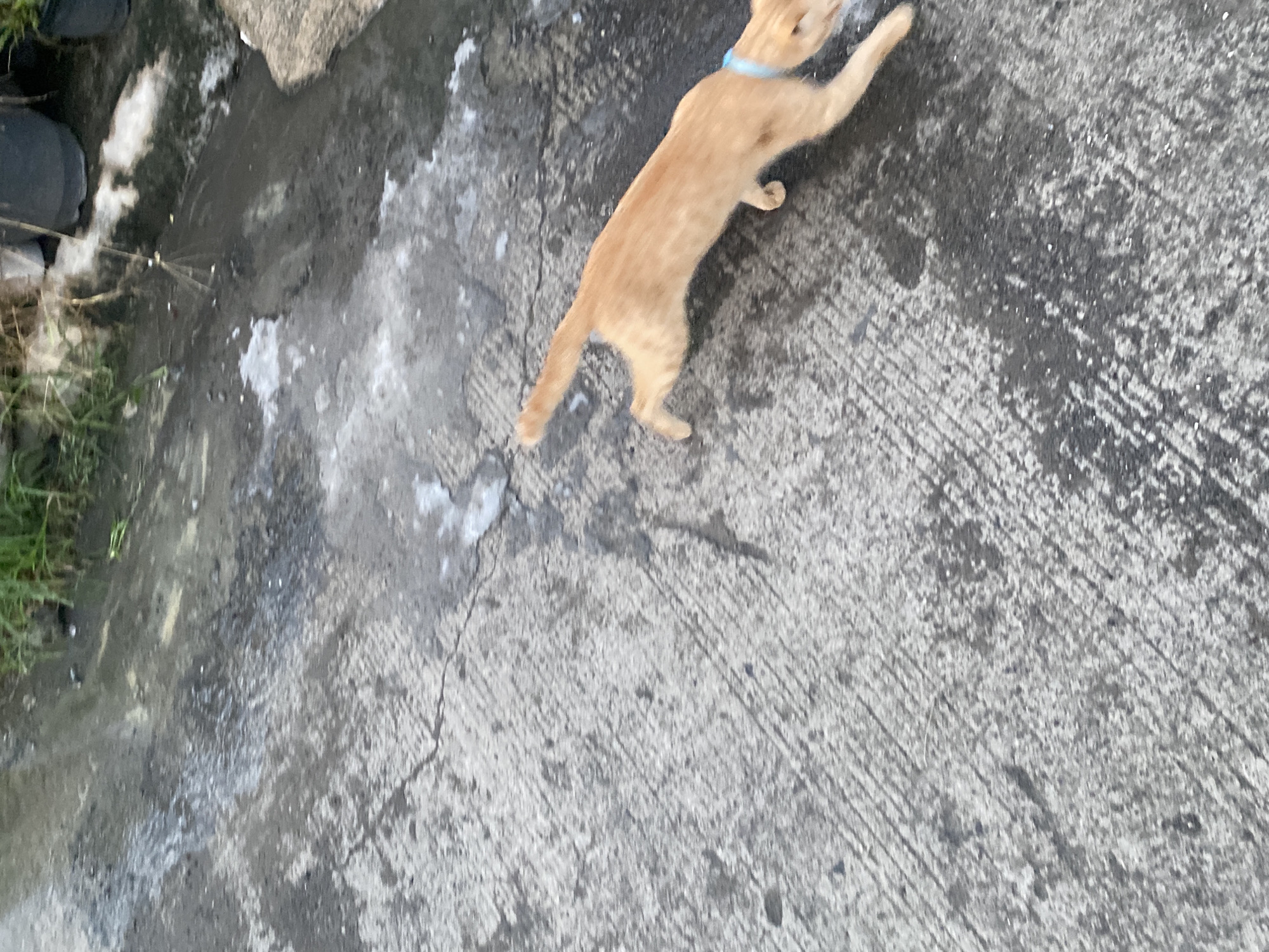 An orange tabby cat with a blue collar is walking on a concrete surface. The concrete is cracked and appears wet in some areas. To the left, there is a small patch of green vegetation, a black object (possibly a tire), and a large rock. The location is likely Davao City, Philippines.