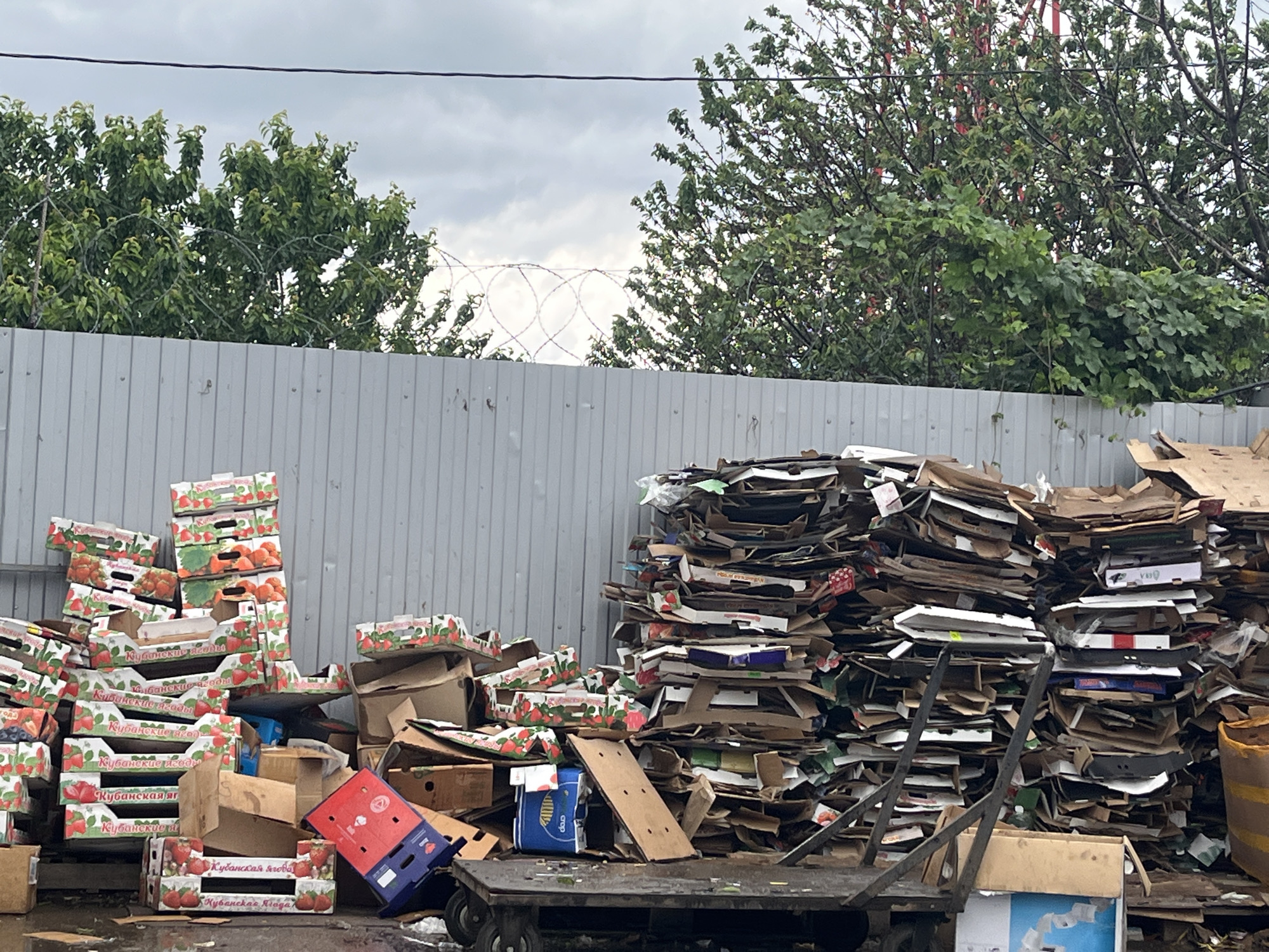 The image depicts a recycling or waste disposal area, potentially in Krasnodar, Russia, based on the text visible on the cardboard boxes. The foreground contains a large quantity of discarded cardboard, stacked haphazardly. Many of the boxes are printed with images of strawberries and the words "Кубанские ягоды" (Kubanskiye yagody), which translates to "Kuban Berries" in English. This suggests that the boxes were used for packaging and transporting berries, a product associated with the Kuban region of Russia. A metal cart is visible amidst the cardboard piles. Behind the piles of cardboard is a corrugated metal fence. Above the fence, there are trees and barbed wire. The sky is overcast. The area looks wet, suggesting recent rainfall.