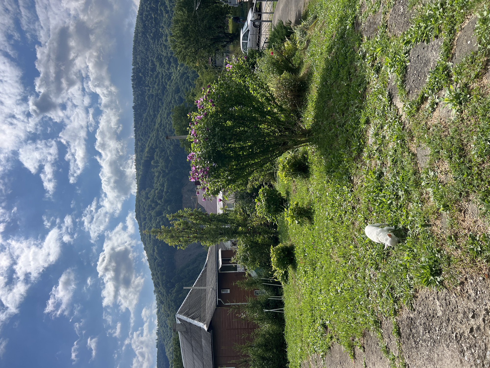 The image depicts a sunny day in Yaremche, Ukraine, featuring a residential property with a large, lush green mountain in the background. In the foreground, a white dog is sniffing the ground on a patchy lawn interspersed with concrete slabs. To the left, a brown wooden house with a grey tiled roof is partially visible. In the middle ground, a large shrub with pink flowers is in bloom, surrounded by various green plants and small trees. Further back, a silver car is parked on a paved area, and a person is standing near it. The sky is a vibrant blue with scattered white clouds.