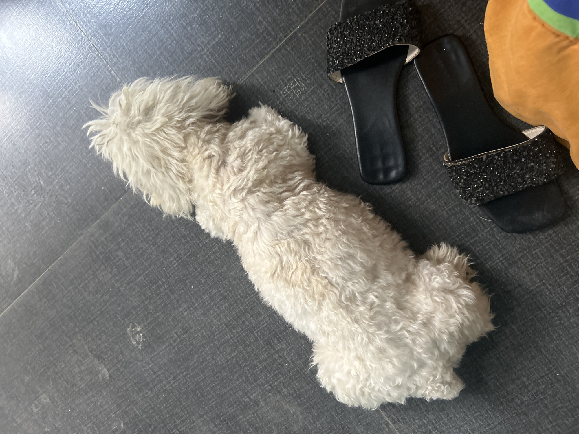 A white poodle dog is lying on a dark gray floor. The dog is positioned from the top left to the bottom right of the image. To the bottom right of the dog, there are two black slide sandals with embellished straps. A piece of orange fabric is visible in the bottom right corner. The floor appears to be laminate or tile and has some visible scratches and dust. The scene is indoors and likely in a residential setting within Juan Griego, Venezuela.