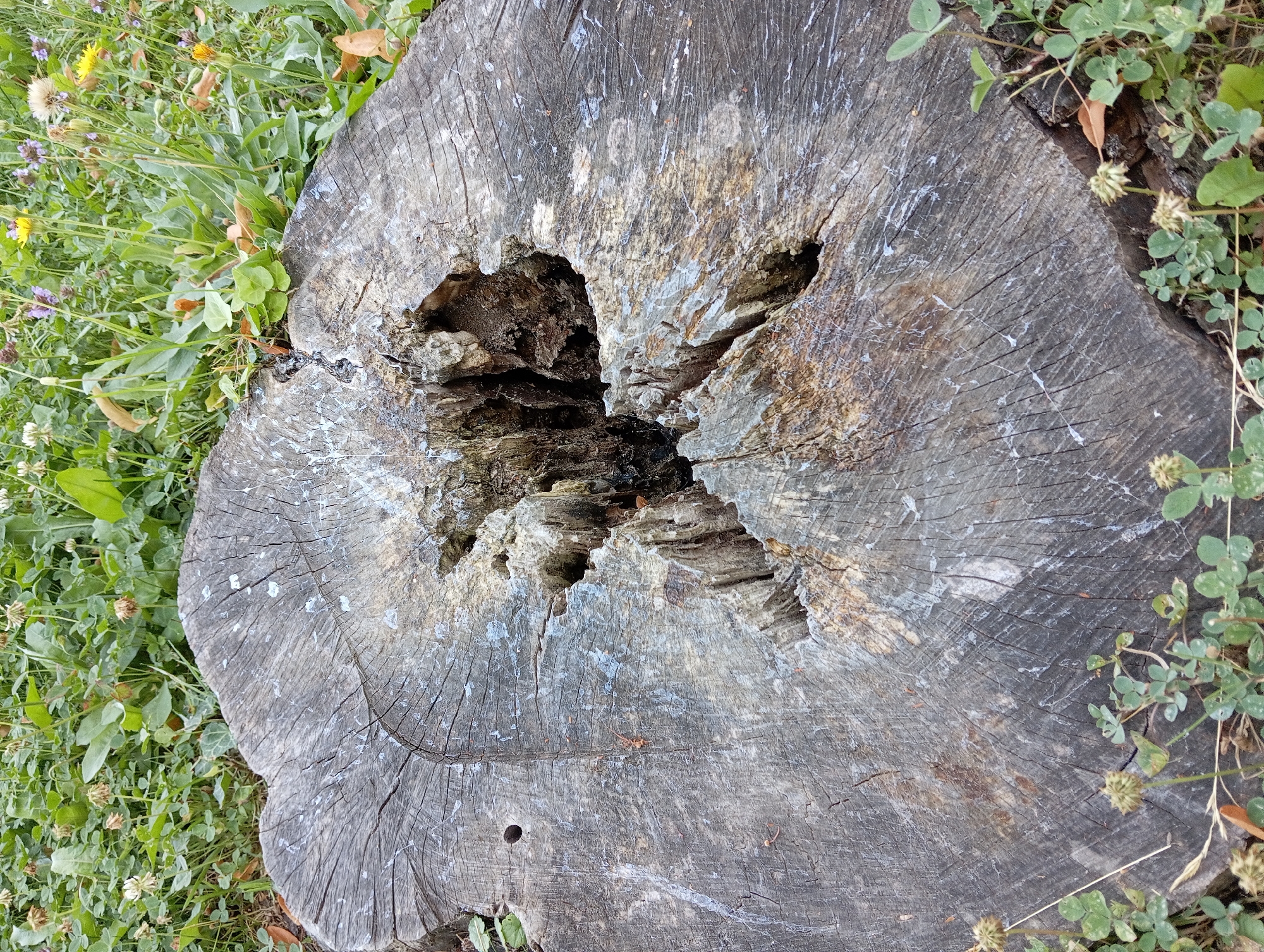 The image shows a close-up, high-angle view of a weathered tree stump surrounded by green clover and wild flowers. The stump is made of aged, gray wood with visible growth rings and cracks. A large, irregular hole is present in the center of the stump, revealing the dark, hollow interior. Small white specks are scattered across the surface of the stump. The surrounding vegetation is lush and varied, with some flowers in bloom and others faded. The overall impression is one of natural decay and the passage of time, set in an outdoor environment. The provided context indicates this scene is located in the city of Baden, Austria. No people or specific actions are depicted.