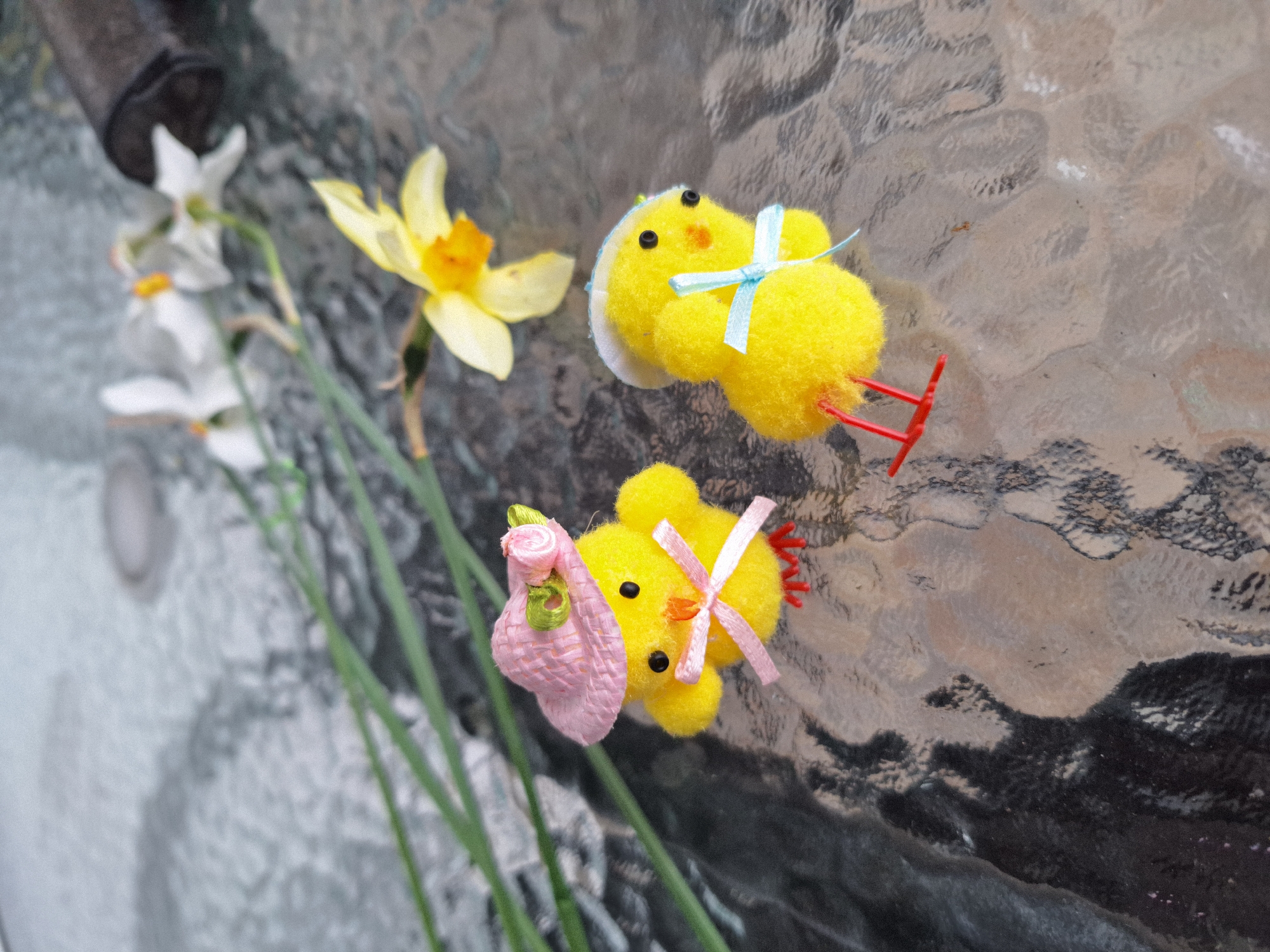 On a textured glass surface are two yellow, fuzzy chick toys with blue and pink bows, and red legs. One chick has a pink hat. Beside them are daffodils. The location is unknown.