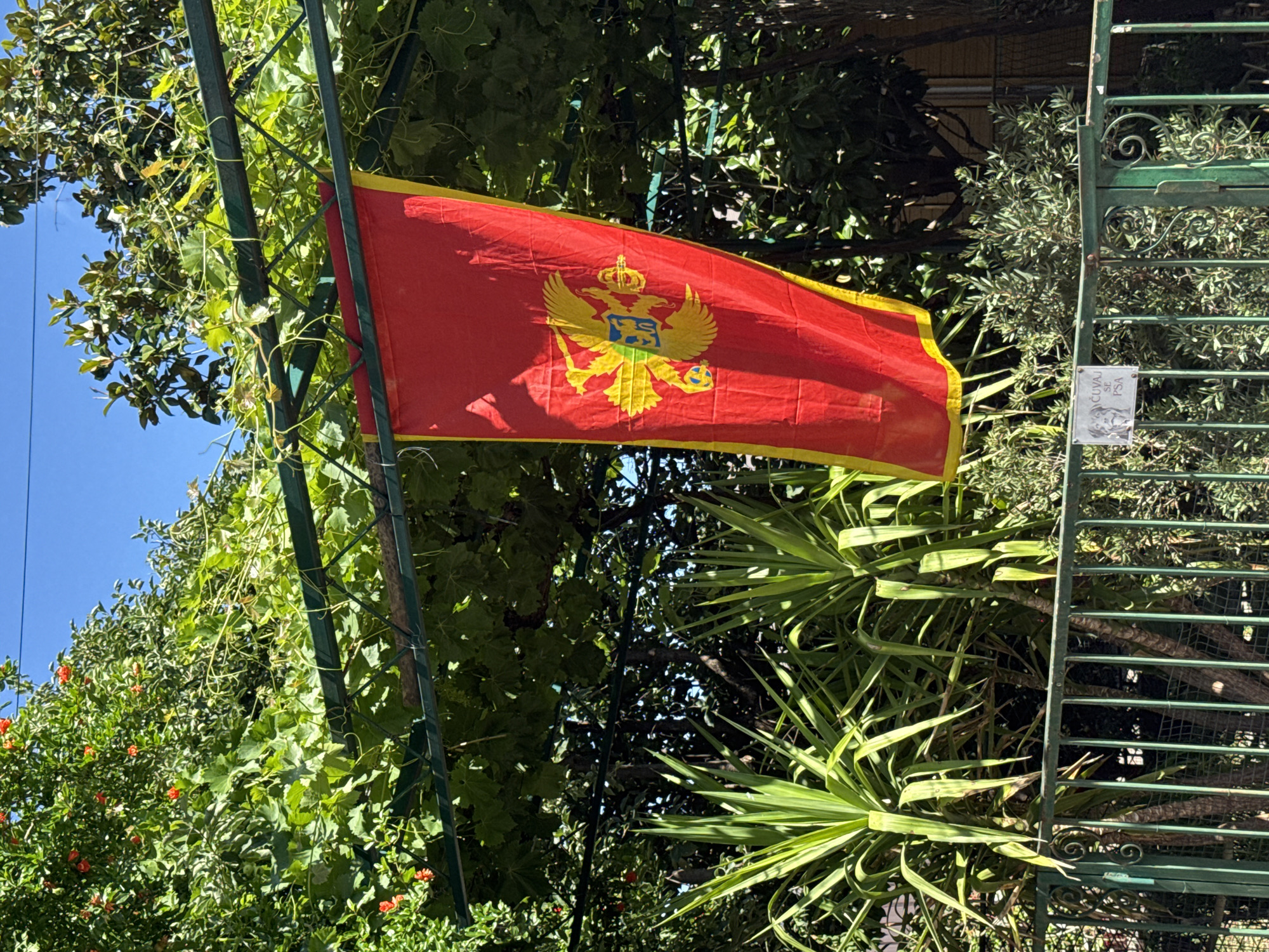 A bright-red, horizontally oriented flag, likely representing Montenegro, flutters between green-painted metal fence and lush green vegetation under a clear blue sky. The flag features a yellow double-headed eagle emblazoned at its center, with a yellow border highlighting its edges. The flag hangs from a green metal trellis. To the left, the foliage is heavy with blooming pomegranate trees. To the right, a spiky Yucca plant adds a tropical feel. Beyond the metal fence and plant life, the suggestion of a building or structure is partially obscured. A small rectangular white sign with illegible text and a graphic is fixed to the fence.