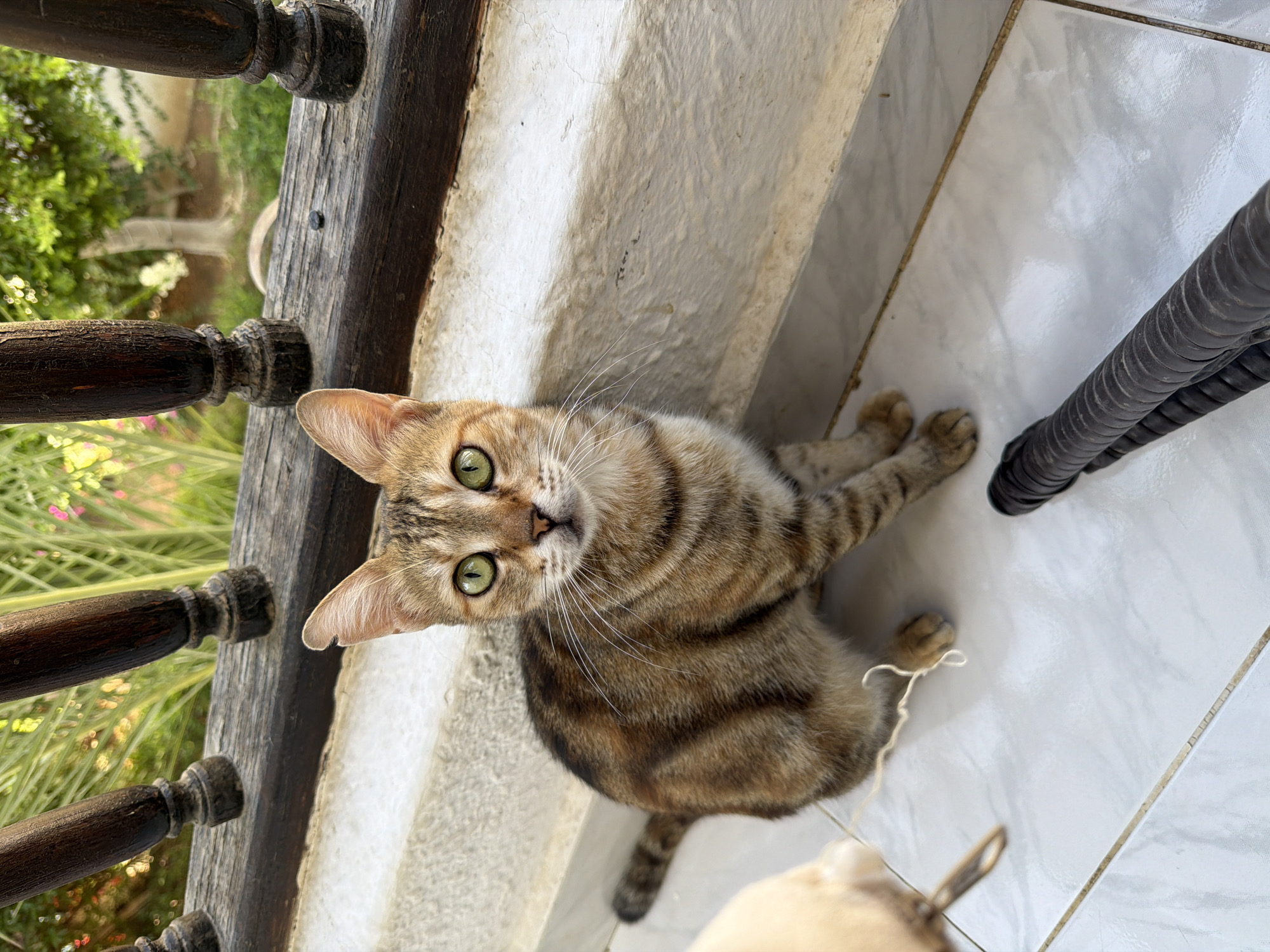 A tabby cat with green eyes sits on a tiled balcony with wooden railings and lush green foliage in the background. The cat is looking directly at the camera. A white string is on the floor near the cat. The image appears to have been taken outdoors in a warm climate, consistent with Sharm El Sheikh, Egypt.
