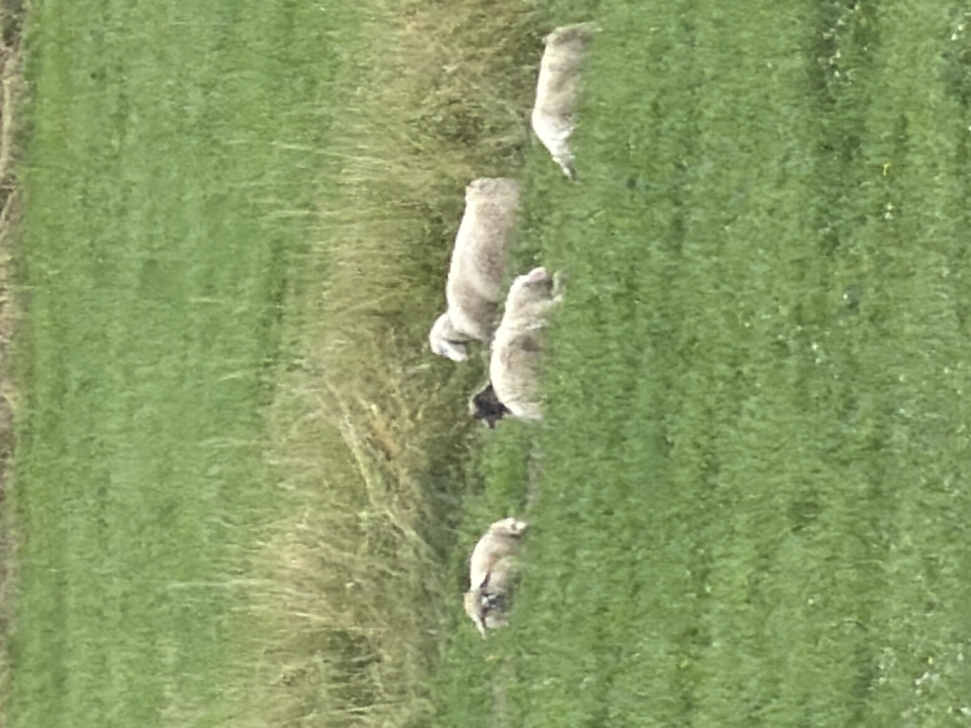 Five sheep are scattered across a grassy field in Stróża, Poland. One sheep, appearing darker, is lying down on its side, while four others, all lighter in color, are also lying down. The field is covered in green grass, with some patches of taller, drier grass visible in the background. The sky is not visible in the frame.