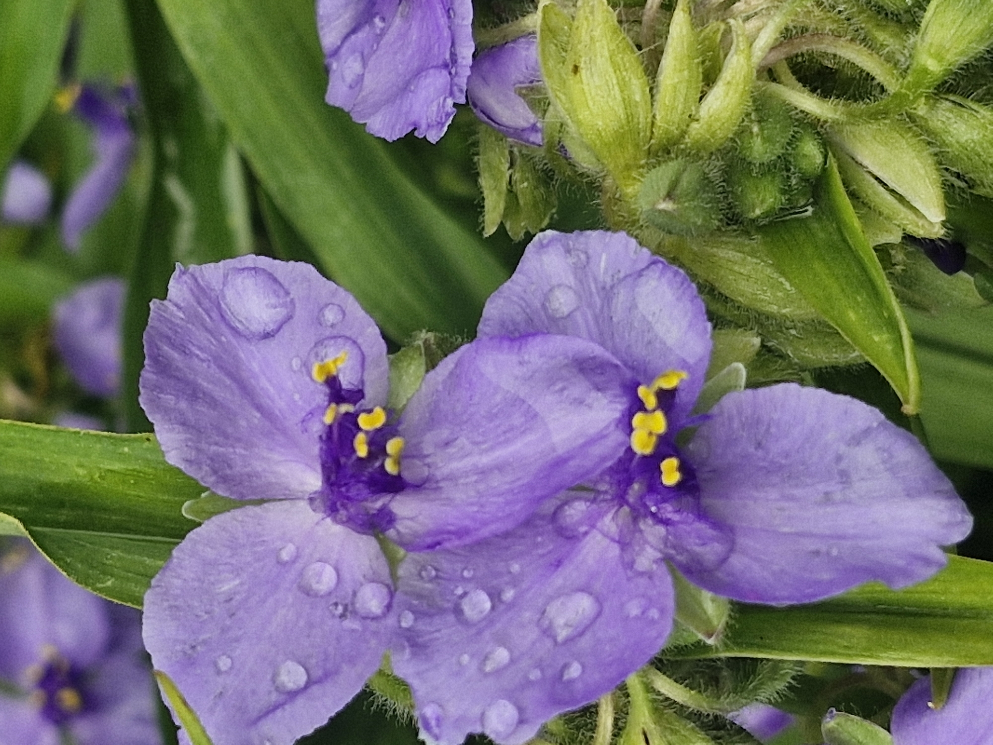 The image displays a close-up of purple flowers with yellow stamens, speckled with water droplets. The flowers are set against a backdrop of green foliage, suggesting an outdoor, natural setting. The focus is on the delicate details of the petals, highlighting their texture and the way the water beads on their surface. The lighting suggests it might be daytime, possibly after rain or dew has fallen. There are no people, objects, or visible text in the image. The scene evokes a sense of natural beauty and tranquility. The location context provided is Ķekava, Latvia.