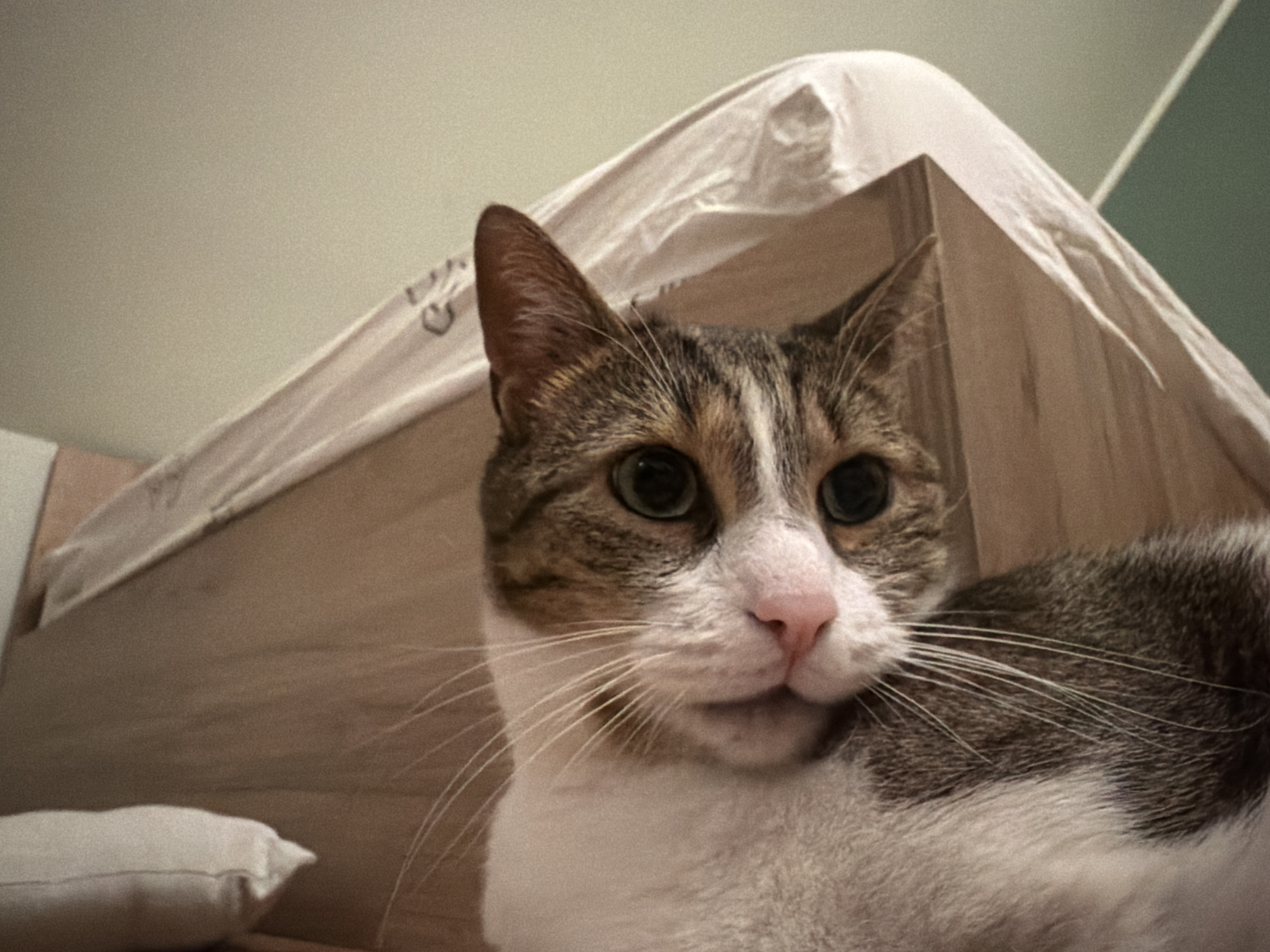 A close-up, low-angle photograph shows a tabby and white cat's head and chest. The cat is looking forward with bright green eyes. The background is a blurred interior scene with what appears to be a draped sheet or fabric over a wooden structure. A small white pillow is visible in the lower left of the frame.