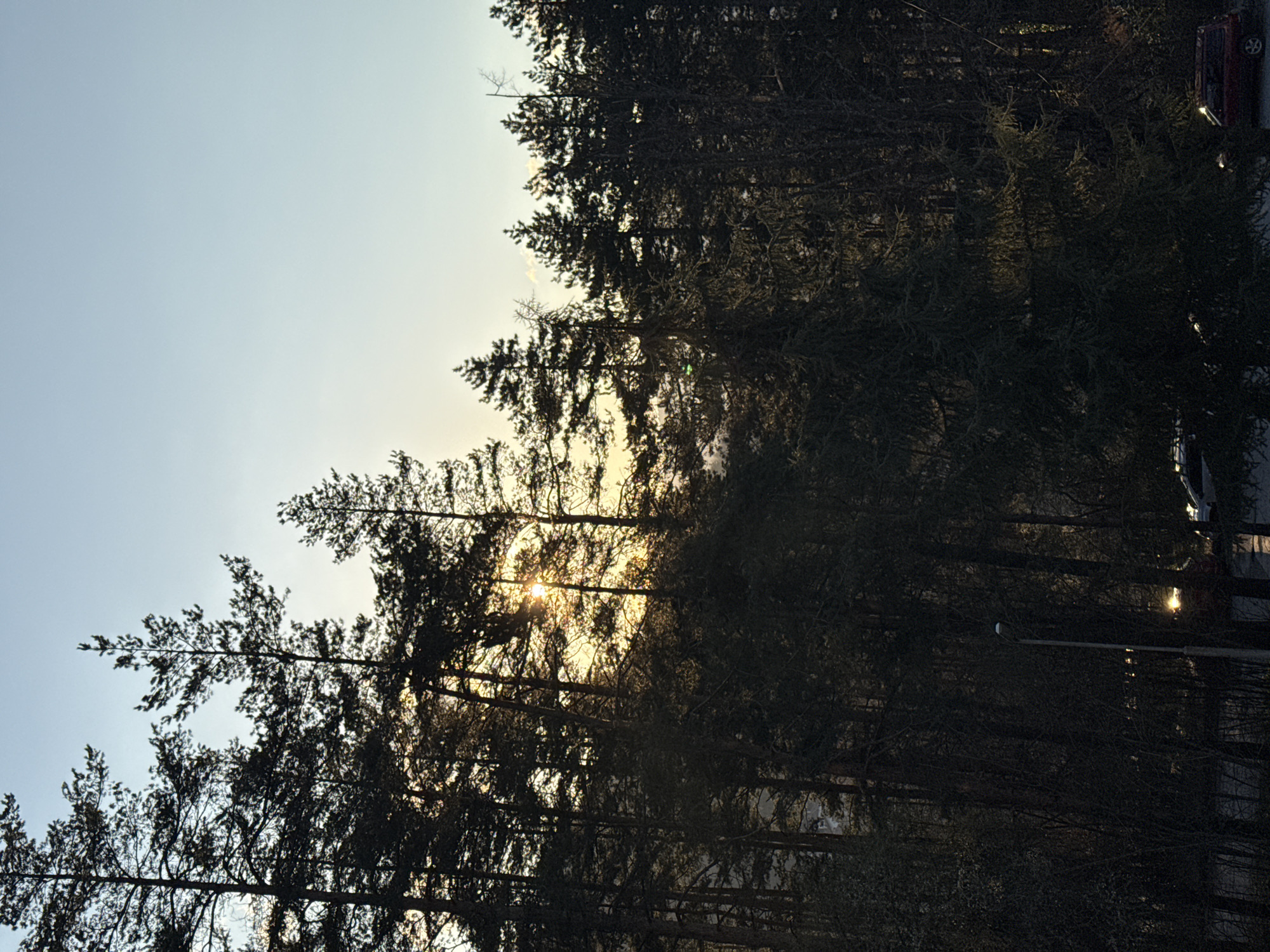 The image shows a view through a dense forest towards a light sky, with the sun partially obscured by tree branches. The silhouetted forms of tall trees dominate the foreground. In the background, hints of buildings and vehicles suggest an urban environment on the edge of the forest. The presence of a street light also indicates the edge of a city or town. Given that the query specifies the location as Etropole, Bulgaria, the image likely depicts a forested area bordering the town.