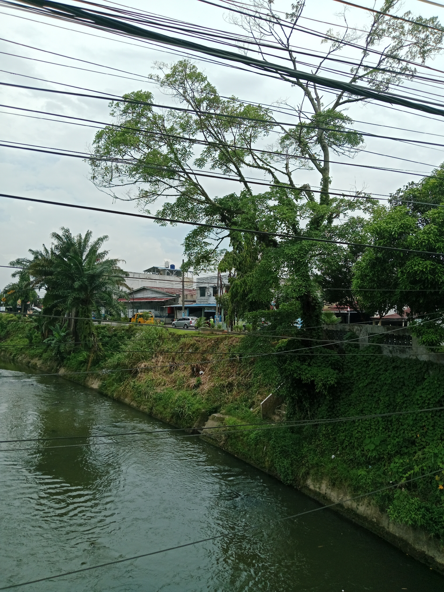 The image depicts a view of a canal in the city of Binjai, Indonesia, with a tree-lined embankment on the right and buildings and a road visible in the background on the left. The canal is filled with dark, rippling water. The embankment is covered in dense green vegetation, including a large tree with bare branches extending towards the sky, interwoven with numerous black power lines. On the opposite side of the canal, a road runs alongside the embankment, with a yellow vehicle and a silver car parked on it. Several buildings, some appearing to be shops or residences with awnings, are situated behind the road. Palm trees are also visible in the distance. The sky is overcast with a grayish hue. The perspective is from a higher vantage point, looking down and across the canal.