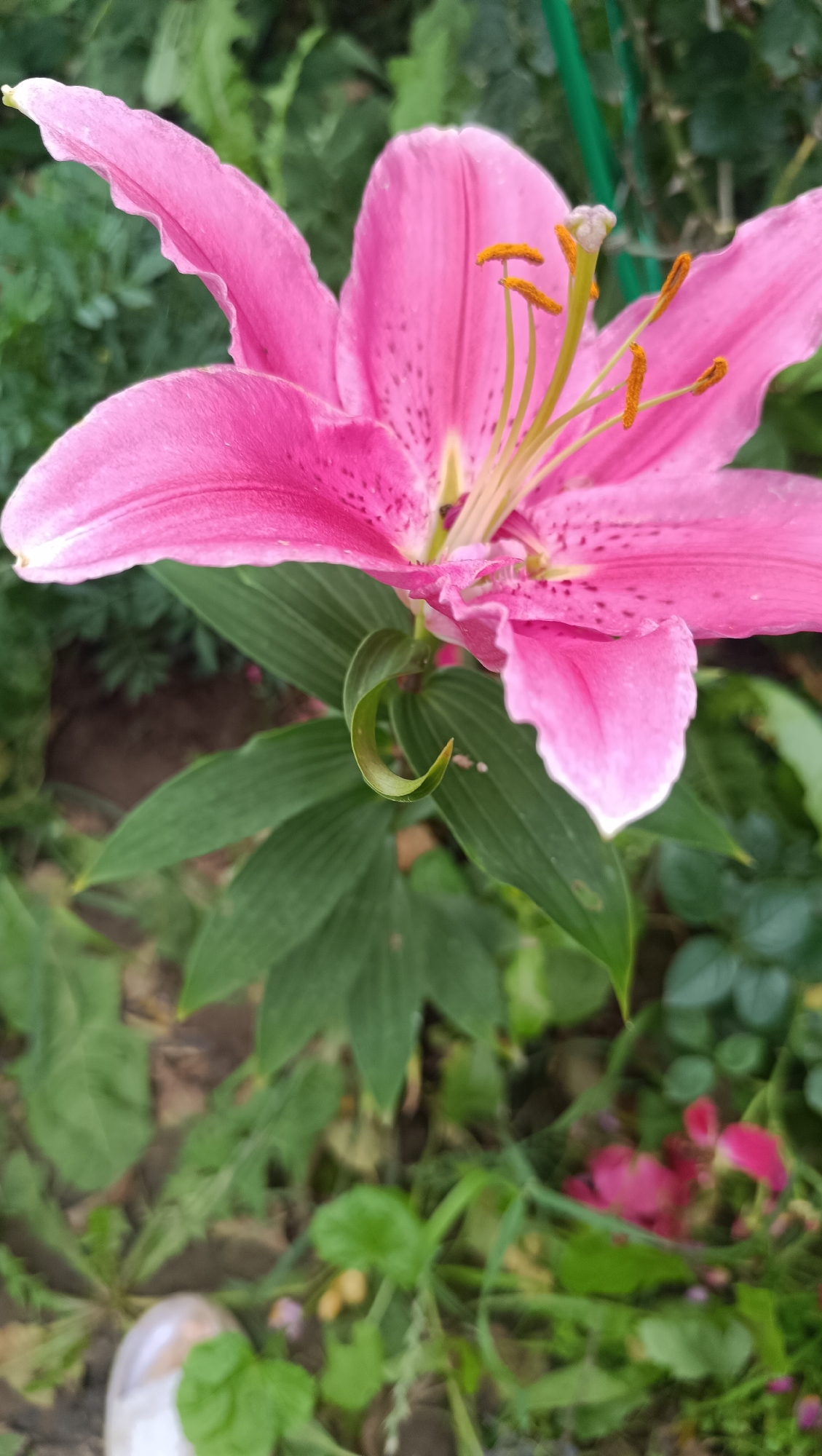 A close-up, eye-level shot captures a vibrant pink lily in bloom, its petals unfurling to reveal delicate orange stamens. The flower is the primary subject, dominating the frame with its rich color and intricate details, including speckled markings on its petals. The background is a blur of lush green foliage, suggesting a garden setting. A hint of a white shoe in the lower left corner indicates a human presence, but no individuals are clearly depicted or interacting with the flower. The overall scene conveys a sense of natural beauty and tranquility. There is no information in the image to indicate the location is Karsha, Russia.