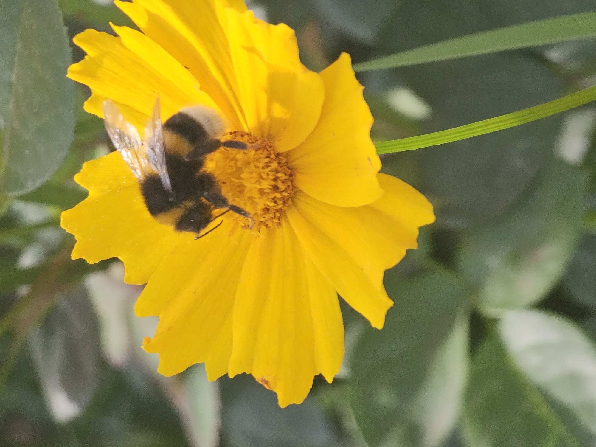 A bumblebee is shown on a yellow flower. The bee has black and yellow stripes and is fuzzy. Its wings are translucent and are spread out. The flower has many petals that are bright yellow and slightly ruffled. The center of the flower is a darker yellow and has a textured surface. The background is blurred and consists of green leaves and foliage, suggesting an outdoor environment. The stem of the flower is green and ribbed. The image is a close-up shot, focusing on the bee and the flower. There are no people or man-made structures visible. The scene appears to be in a natural setting, possibly a garden or park. There is no information to suggest the location is in Khimki, Russia.