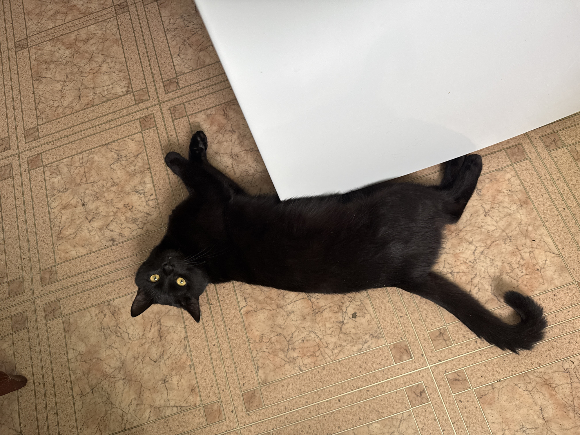 A black cat lies on a brown tiled floor next to a white object, possibly a piece of furniture. The cat is positioned with its head facing the viewer and its body extended. Its yellow eyes are open and looking directly at the camera. One pair of paws is crossed near the cat's head, and the other pair is extended toward the lower right of the image. The floor is a grid pattern of square tiles with a tan and brown marbled effect. The upper right of the image shows a portion of a white object that is cropped off, but is likely a countertop or piece of furniture. A portion of furniture is visible in the bottom left corner of the image.
The location is unknown, but it is presumably somewhere in the city of Chaikovsky, Russia.