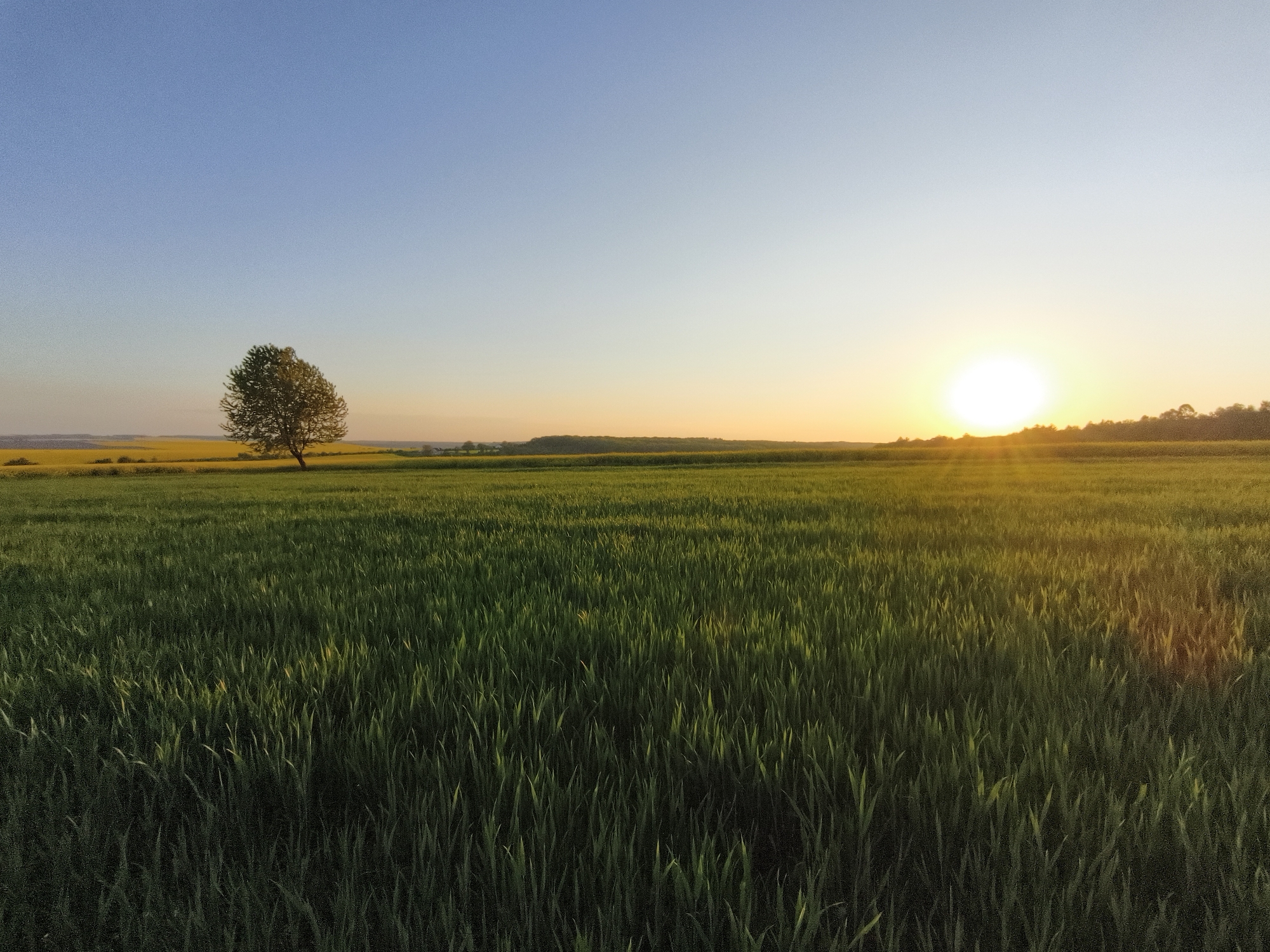 The image depicts a rural landscape near Kopychyntsi, Ukraine, at sunset. A green field of young crops dominates the foreground. A single tree stands on the left side of the field. In the distance, there is a yellow field, trees, and possibly buildings. The sun is low on the horizon, casting a golden glow across the landscape. The sky is gradient, changing from blue above to orange near the horizon. There are no people visible in the image.