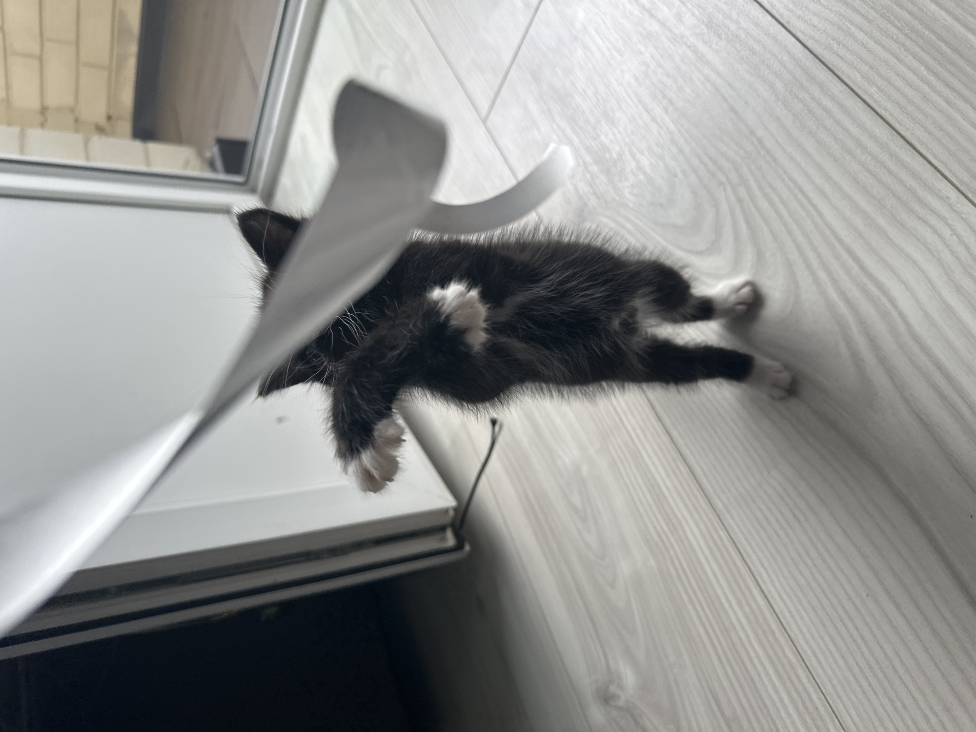A black and white kitten stands on its hind legs on a light-colored wooden floor, paws reaching up to shred a piece of white paper. The kitten's back is to the camera, with its white-tipped paws and tail visible. To the left, a dark doorway or opening is partially visible. To the right, a glass door or window shows a brick wall and another room in the background. The scene appears to be indoors, possibly in a residential setting in Eremeevo, Russia.