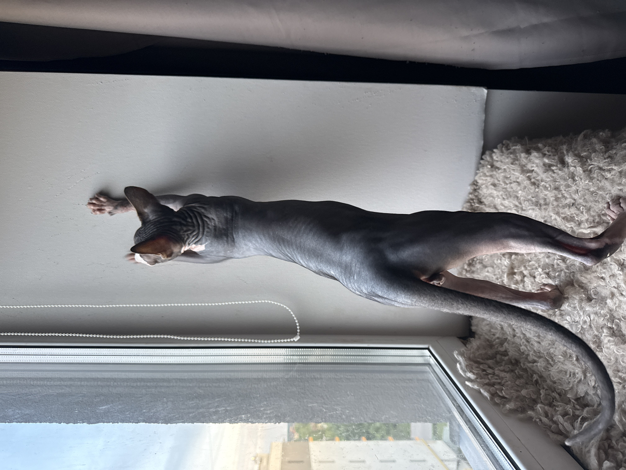 A gray Sphynx cat is observed in the city of Berezyna, Ukraine, standing upright on its hind legs on a light-colored, textured surface, likely a rug or blanket. Its front paws are extended and pressed against a light gray wall to its right, suggesting a stretch or investigative posture. The cat's wrinkled, hairless body is visible, with a darker gray coloration on its back and tail, transitioning to lighter pinkish tones on its belly and inner legs. Its long, slender tail extends downwards and curves towards the lower left of the frame. To the left, a white-framed window displays an exterior view, including distant buildings, green foliage, and an overcast sky. The window glass appears smudged or damp. A white beaded cord, likely for window blinds, hangs vertically along the wall next to the window frame. A dark vertical strip, possibly a curtain or part of a furniture piece, is visible on the far right edge of the image.