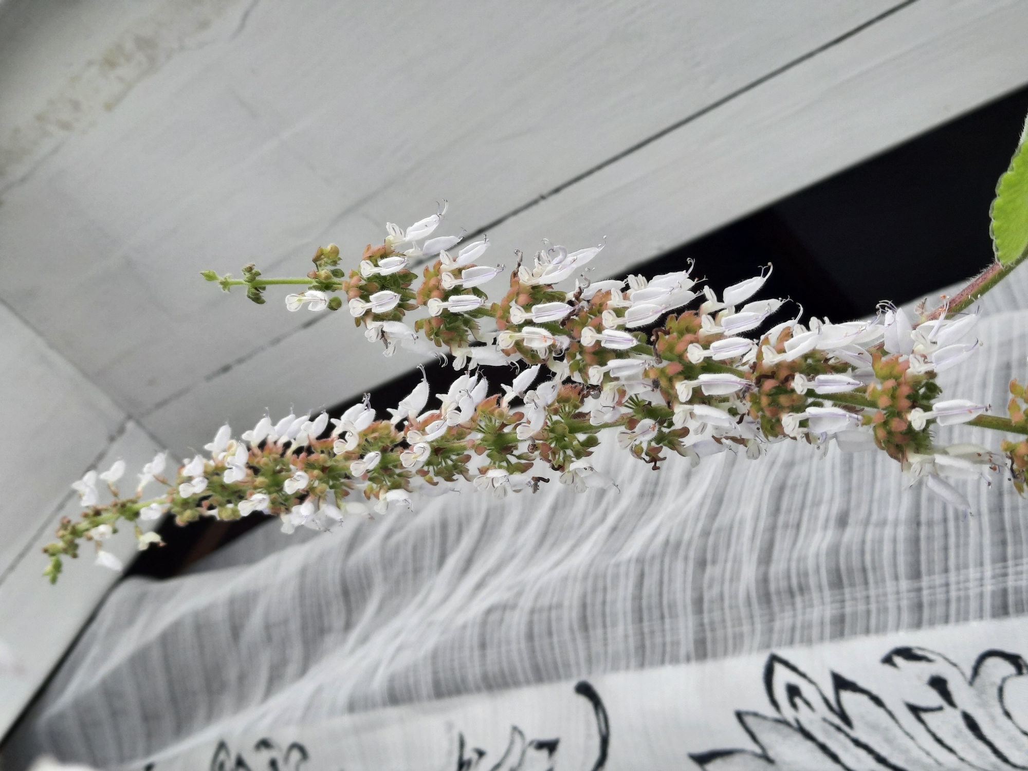 A sprig of white flowering plant is the central subject of the image. The sprig appears to be in focus, while the background of white-washed wooden planks and a gray and white patterned textile appears slightly blurred. The plant is likely indoors, as the background suggests an interior setting. The location is identified as Архангельское, Russia. There are no people visible in the image.