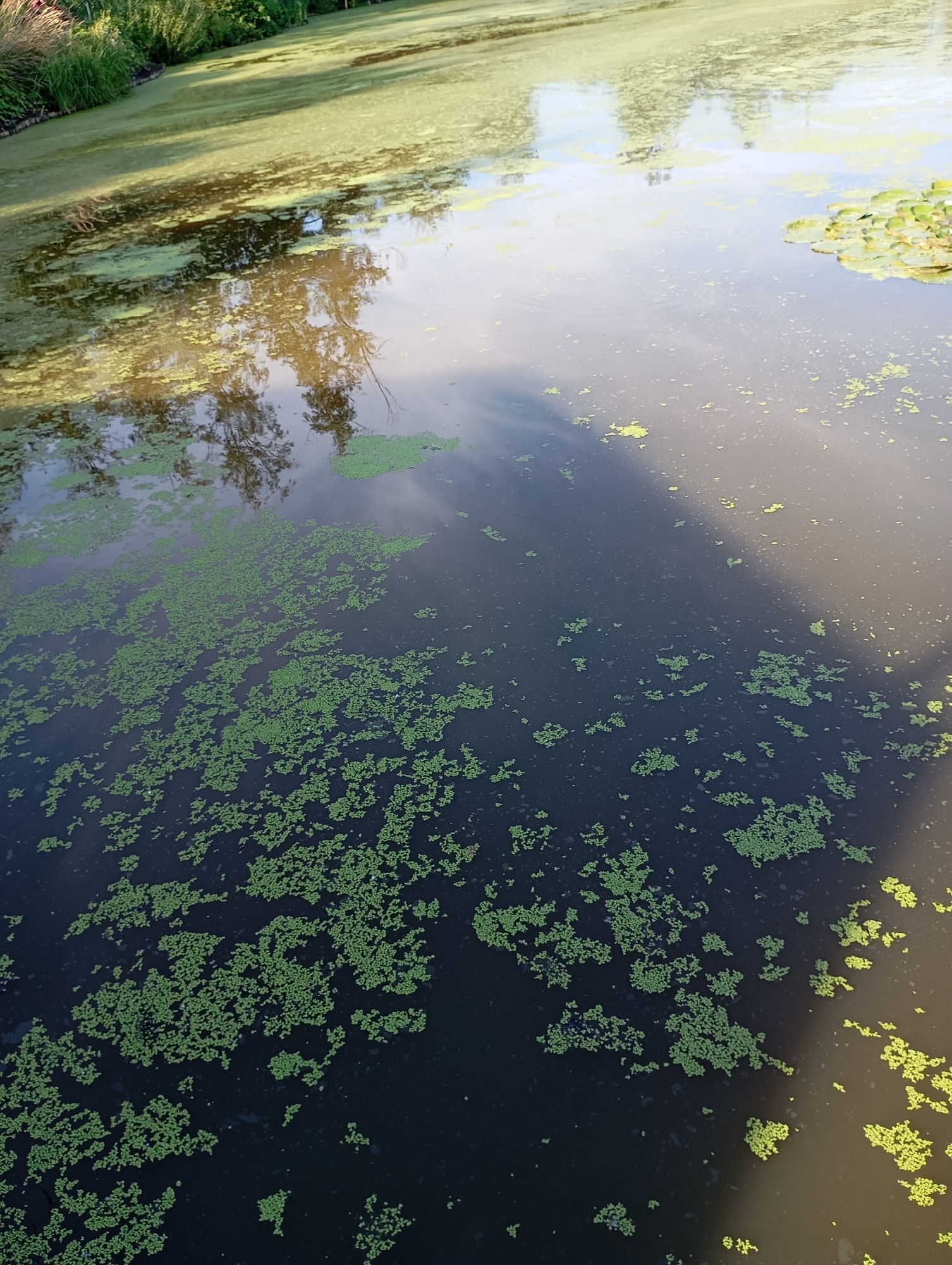 The image depicts a body of dark water, likely a pond or canal, covered with patches of green aquatic plants. These plants are scattered across the surface in varying densities, forming clusters and larger mats. The water reflects the sky and trees, creating a somewhat murky and subdued visual. The scene is situated in an outdoor environment, with some vegetation visible along the edge of the water. There are no people or animals present in the image. The lighting suggests it is daytime, with sunlight casting reflections and shadows on the water's surface.