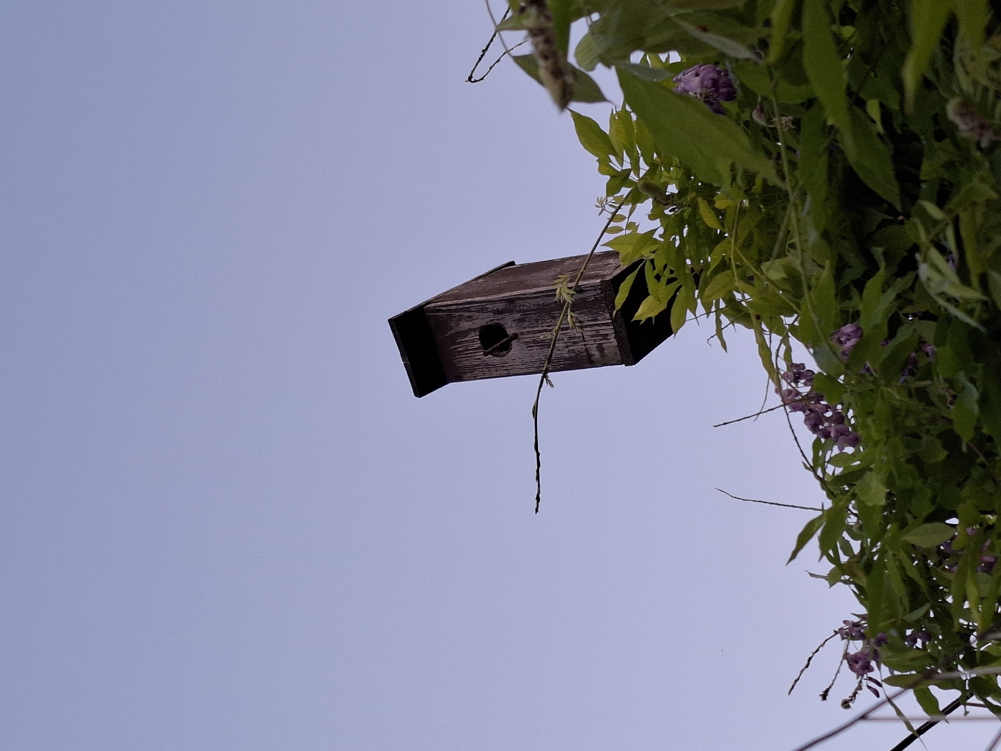 A weathered, dark wooden birdhouse is mounted on a thin branch, its entrance hole clearly visible. It is positioned against a clear, pale blue sky. Lush green foliage, with clusters of small purple flowers, surrounds the birdhouse, partially obscuring it and suggesting it is part of a larger plant, possibly a wisteria vine. The scene appears to be outdoors, with the sky indicating it might be dusk or dawn. There are no people or animals visible in the frame. The composition is from a low angle, looking up towards the birdhouse and the sky.