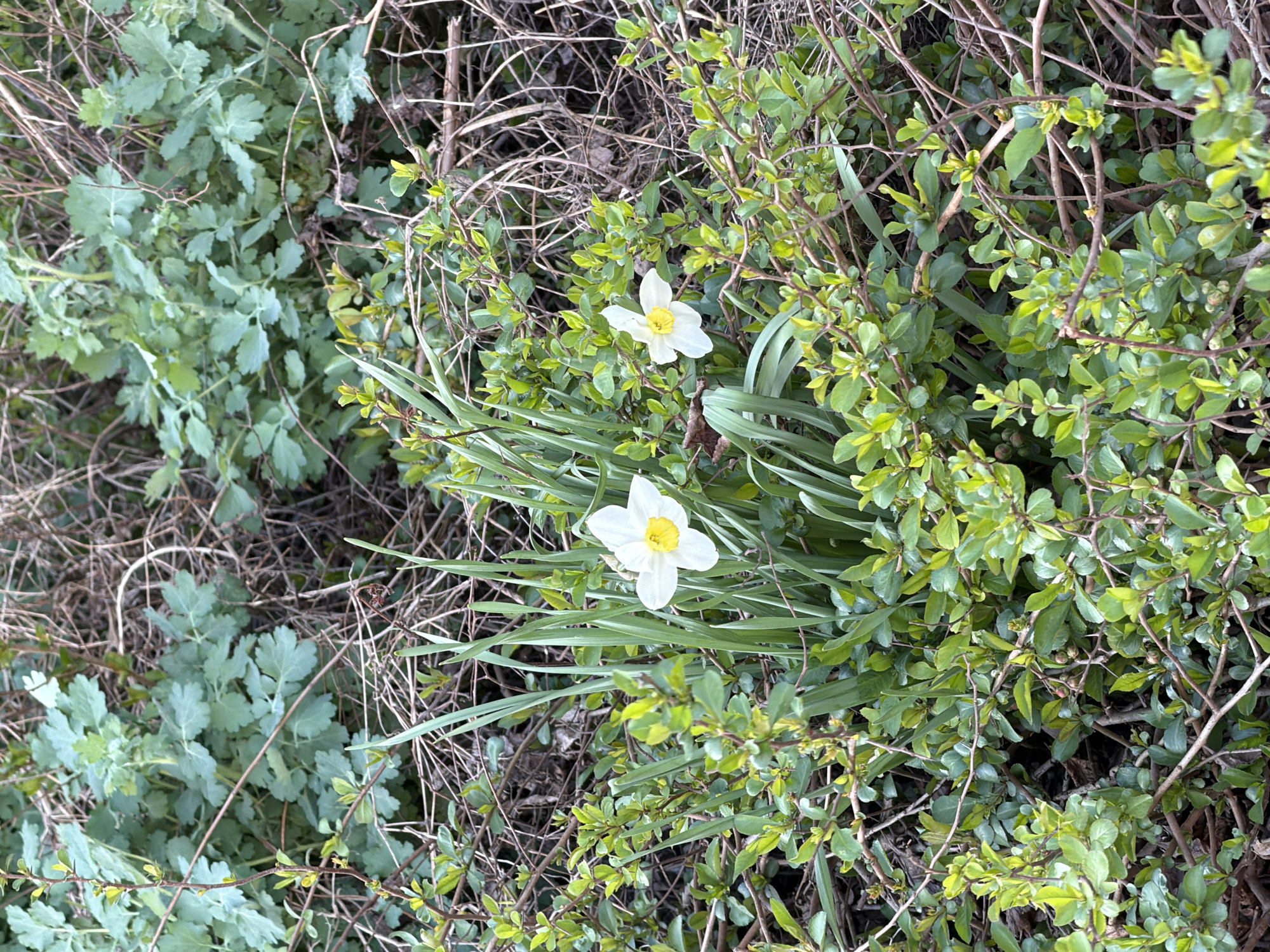 The image depicts a patch of vegetation at ground level. The dominant plants are a leafy shrub with small, rounded green leaves and two white daffodils with yellow centers. The daffodils are surrounded by long, slender green leaves. To the left of the shrub is a patch of blue-green foliage with intricately divided leaves. Brown, dry twigs and leaf litter are scattered throughout the scene. The location is purportedly in the city of Chaikovsky, Russia, but there is no specific evidence within the image to confirm this claim.