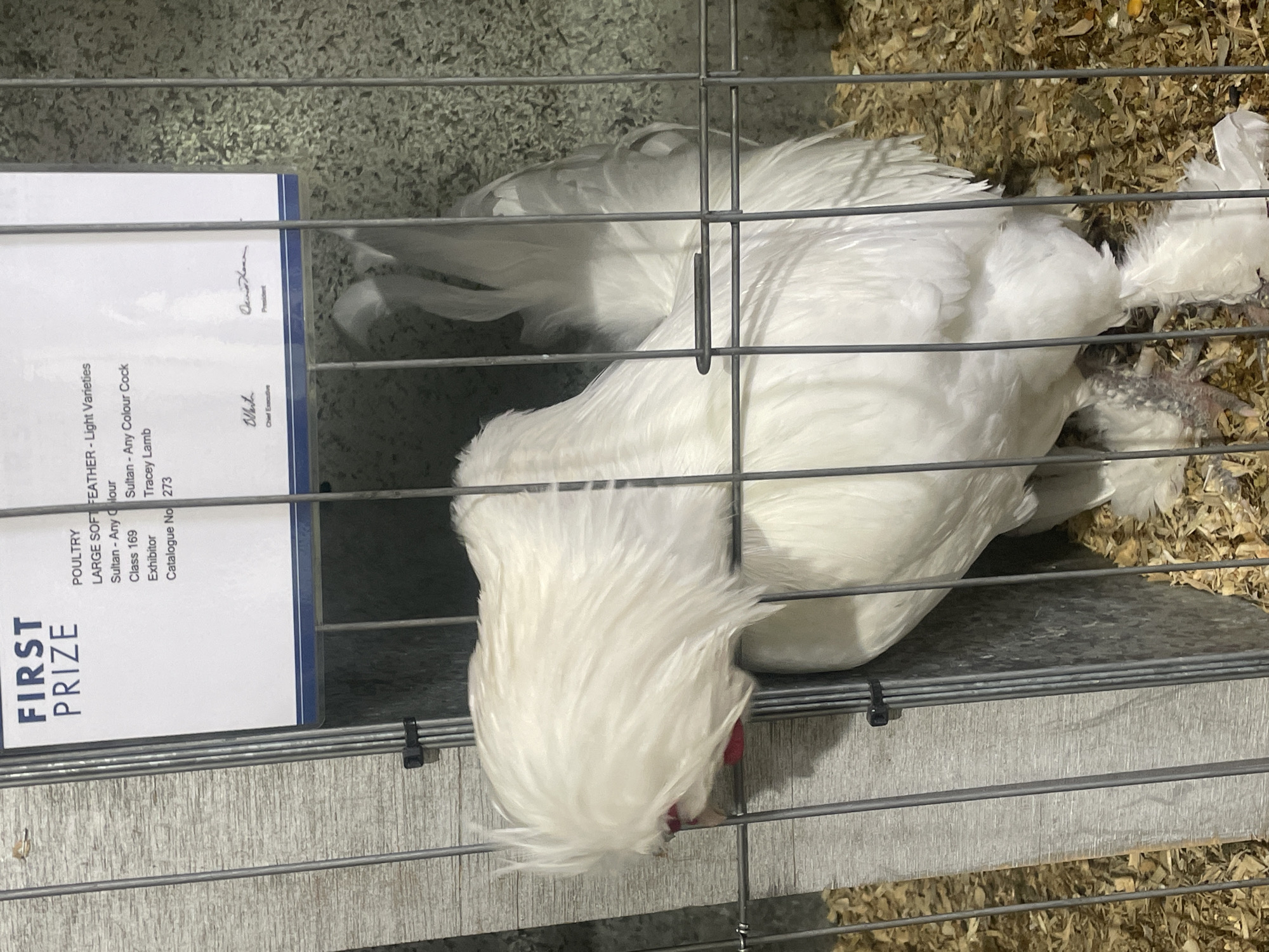 The image shows a white chicken with a fluffy crest on its head, inside a cage. A sign above the chicken indicates it has won "First Prize" in the poultry category for "LARGE SOFT FEATHER - Light Varieties Sultan - Any Colour". The exhibitor is listed as Tracey Lamb and the catalogue number is 273. The cage is made of metal bars and the floor is covered with wood shavings. The background appears to be a textured wall. The location is stated as Bowen Hills, Australia.