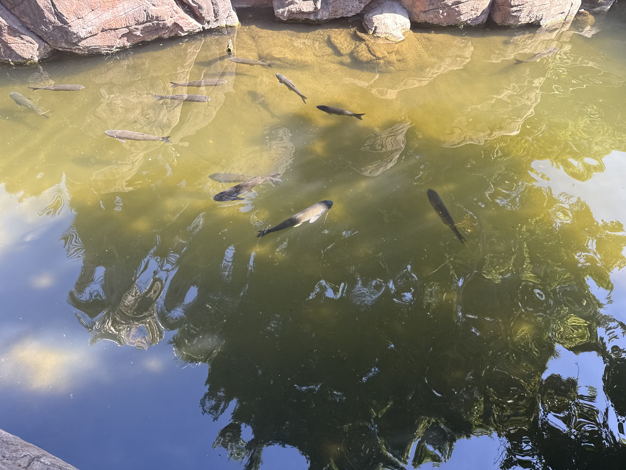 The image shows a top-down view of a shallow body of water, likely a pond or a fish farm, with several fish swimming in it. The water is greenish-yellow and reflects the sky and surrounding foliage. Rocky formations line the edge of the water on the right side of the image. There are approximately ten visible fish, varying in size, swimming in different directions. The fish appear to be of a species with dark bodies and elongated shapes. The scene is likely outdoors, given the reflections of the sky and sunlight on the water. The location is specified as being in Fuengirola, Spain.