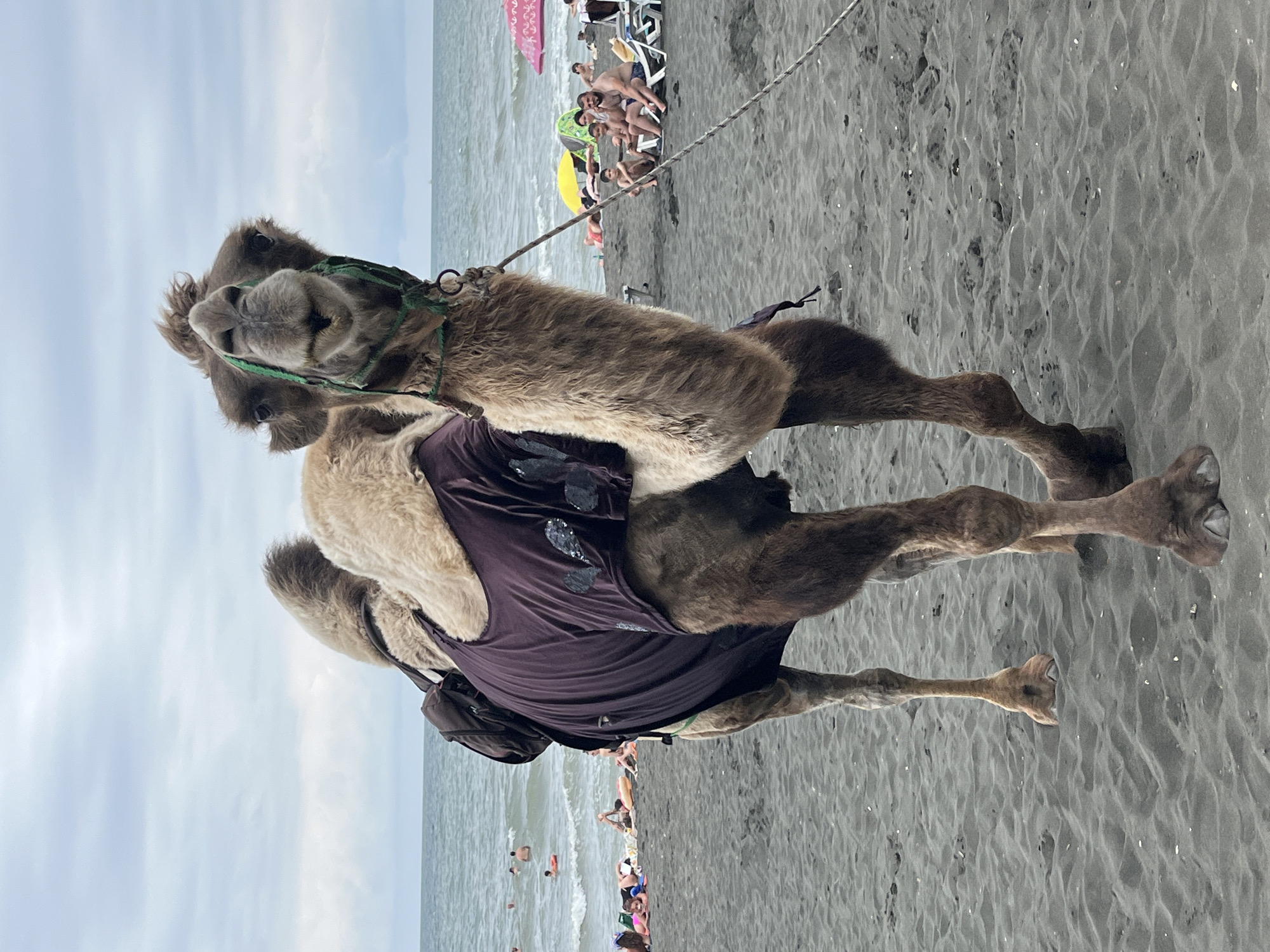 A brown-furred camel stands on a dark sand beach in Ureki, Georgia, wearing a dark purple garment with a furry beige shoulder piece and a green halter. The camel faces the camera, its head tilted slightly. Behind it, the Black Sea is visible with a hazy, cloudy sky overhead. Several people are in the water and on the beach, some lounging on chairs under umbrellas. The scene captures a tourist attraction common in Ureki, where camels are offered for rides on the beach.