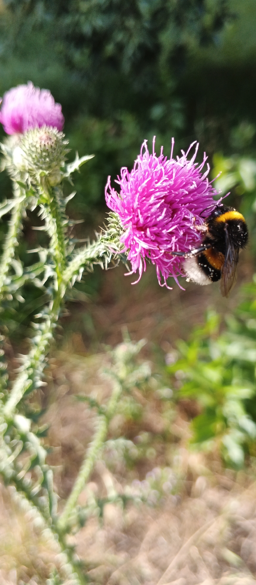 In the city of Smila, Ukraine, a bumblebee with black and yellow markings is actively foraging on a vibrant pink thistle flower. The bumblebee is positioned on the right side of the flower, its body partially obscured by the petals. The thistle plant, with its spiky green stem and leaves, is in focus on the left side of the image. The background is a soft blur of green foliage and brown earth, indicating an outdoor, natural setting. The lighting suggests a sunny day, casting a warm glow on the scene.