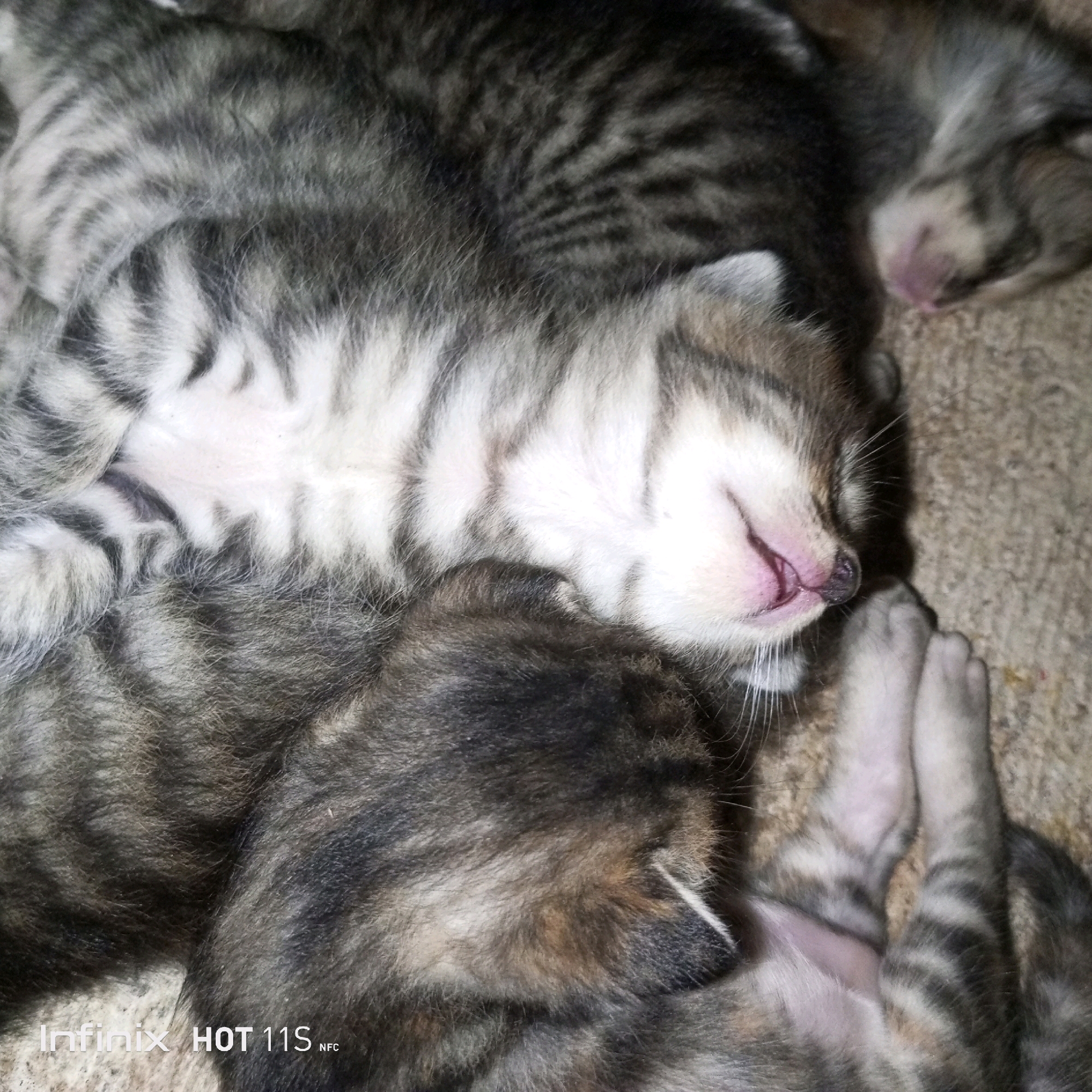 The image is a close-up, overhead shot of several tabby kittens sleeping on a textured surface, possibly a rug or carpet. The kittens are huddled together, their fur showing typical tabby markings of grey, black, and white stripes. One kitten's face is visible, with its eyes closed and its pink nose and mouth slightly open, suggesting it is asleep and possibly purring. The lighting is dim, creating soft shadows that emphasize the texture of the fur and the background. There is no indication of the specific location within Sukaslamet, Indonesia. The image captures a peaceful moment of slumber among young animals.