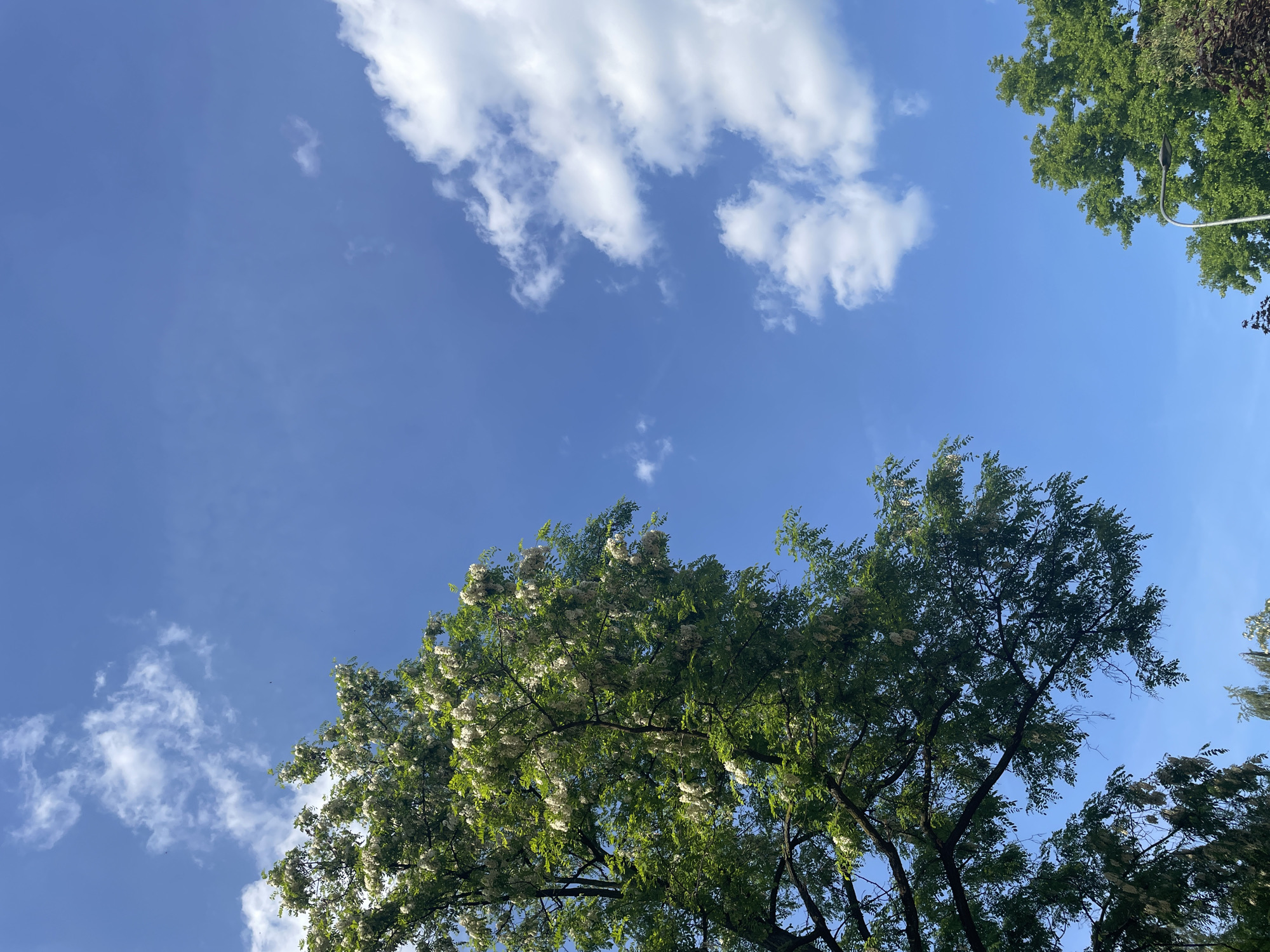 The image shows a low-angle view of a blue sky with scattered white clouds, partially obscured by trees. In the bottom portion of the frame, a tree with green leaves and white flowers is visible. In the upper right corner, there is another tree with green foliage, partially visible against the sky. The location and specific details about people, actions, and interactions are not discernible from the image.