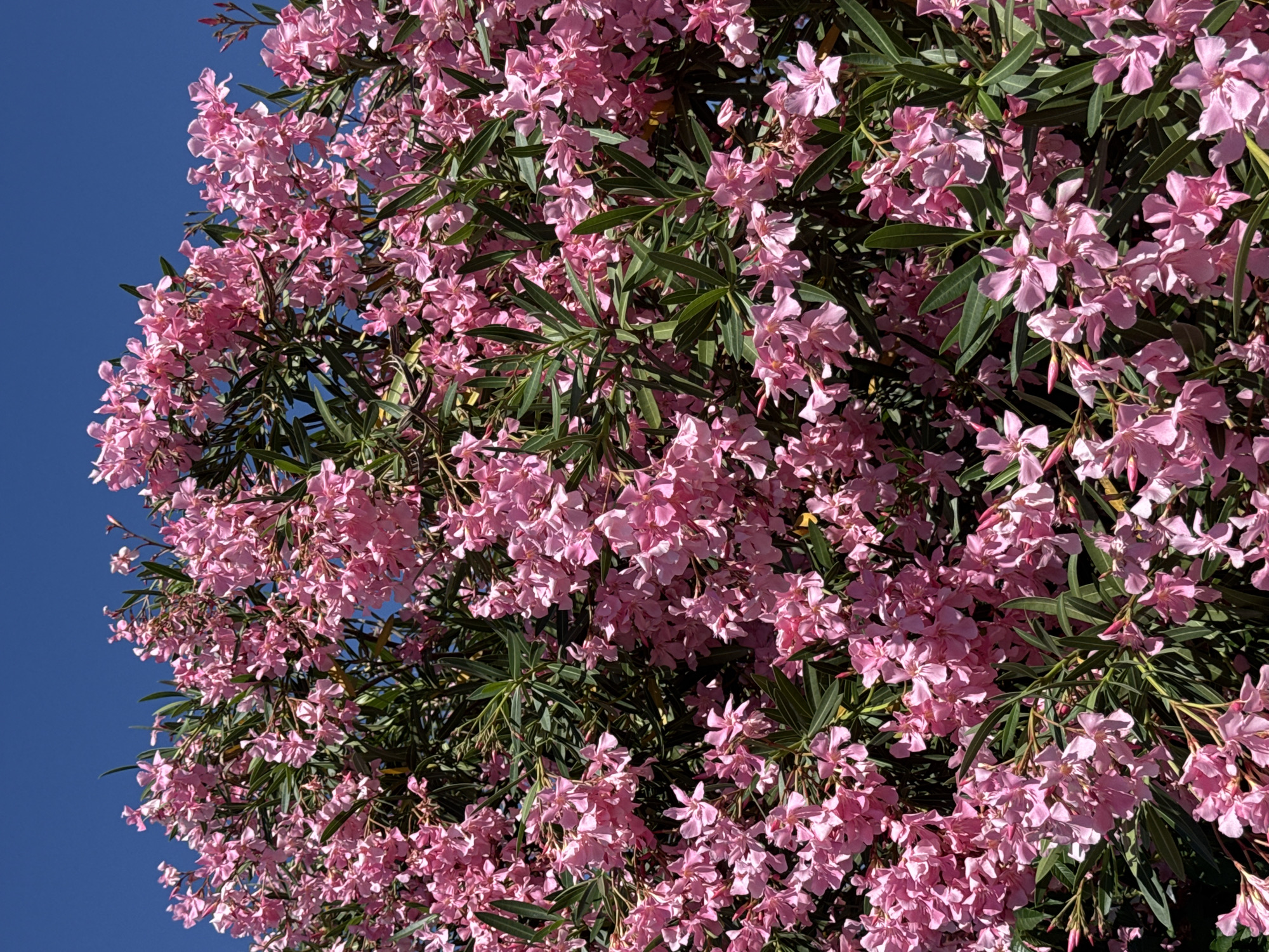 A view of a lush oleander shrub filled with pink flowers and green leaves. The sky is a clear, deep blue, visible in the background behind the plant.